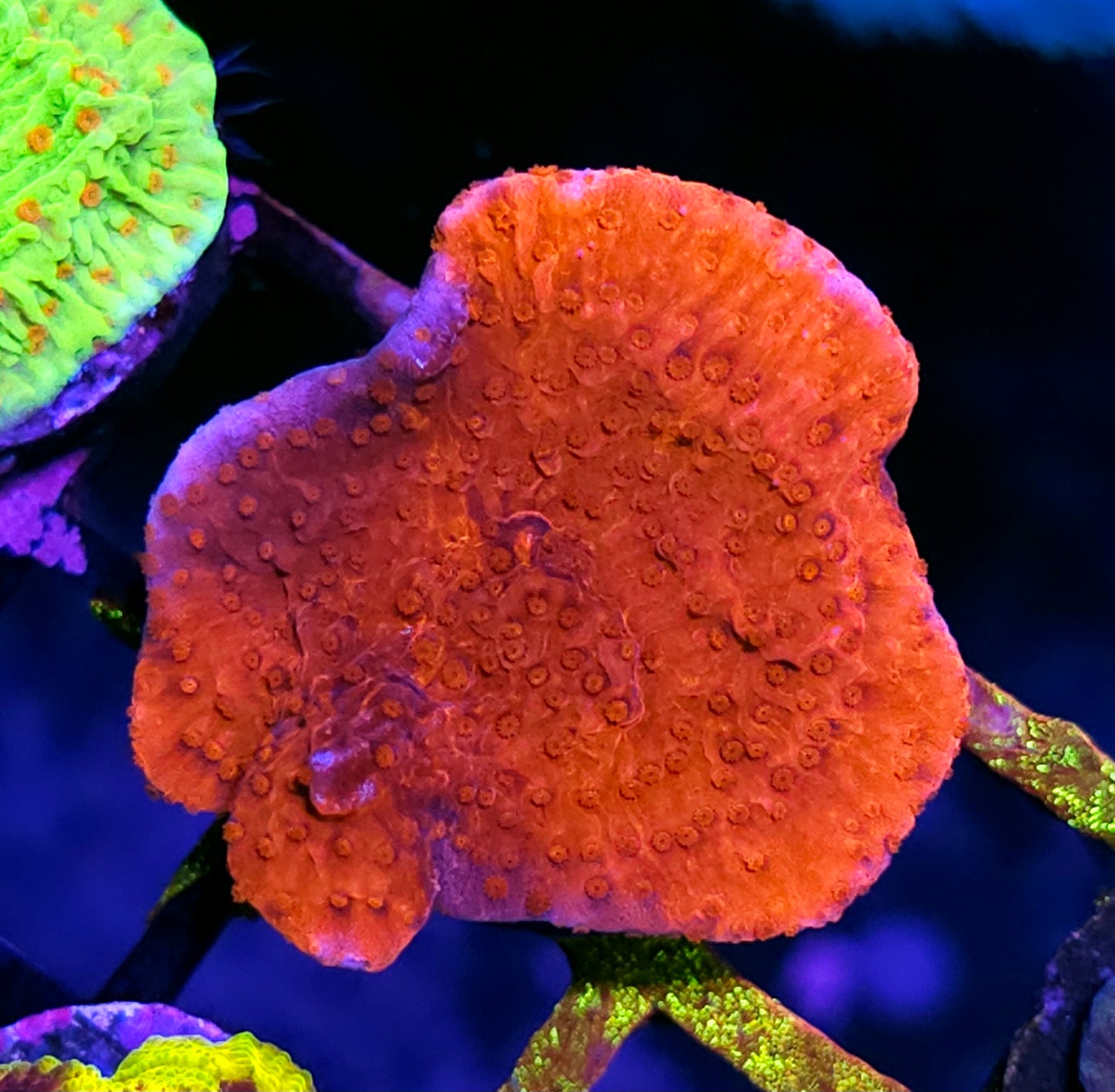 Red Dead Revolver Montipora