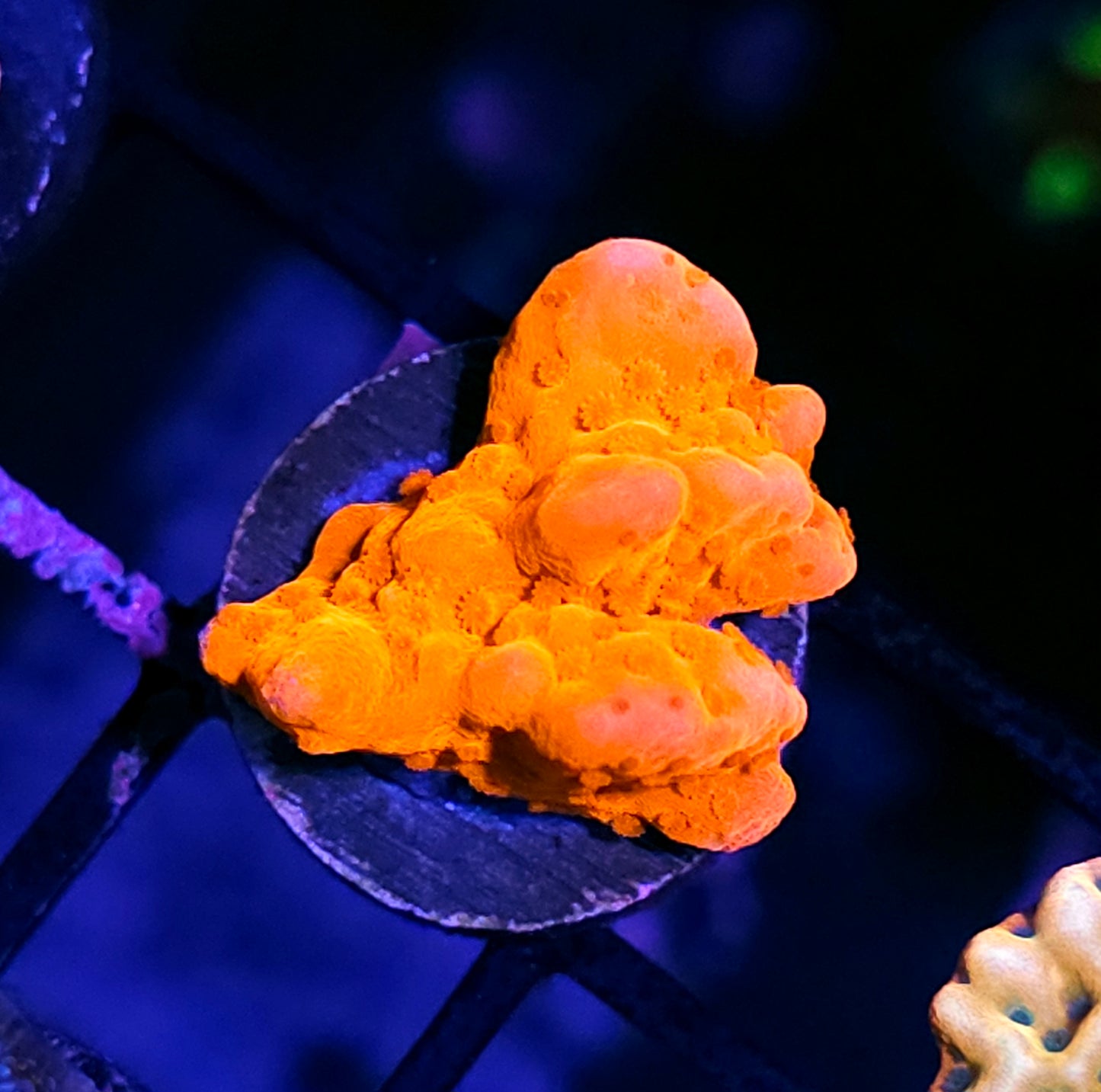WWC Montipora Setosa