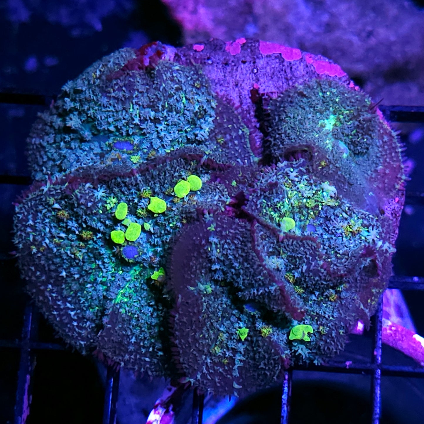 ☣️Biohazard Bounce Mushroom Colony☣️