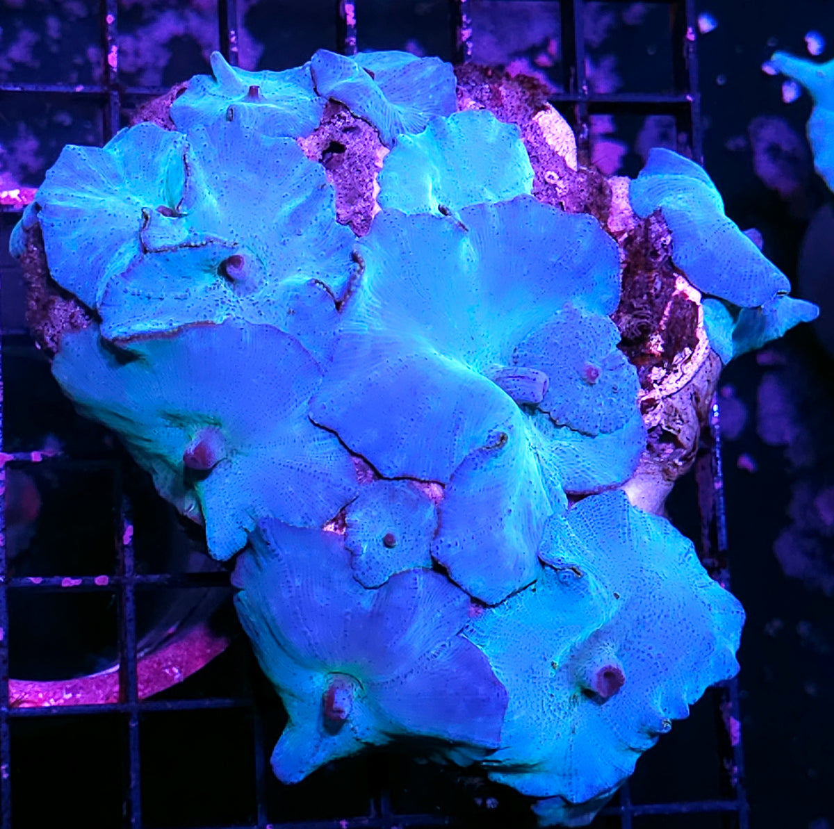 Turquoise Velvet Mushroom Colony