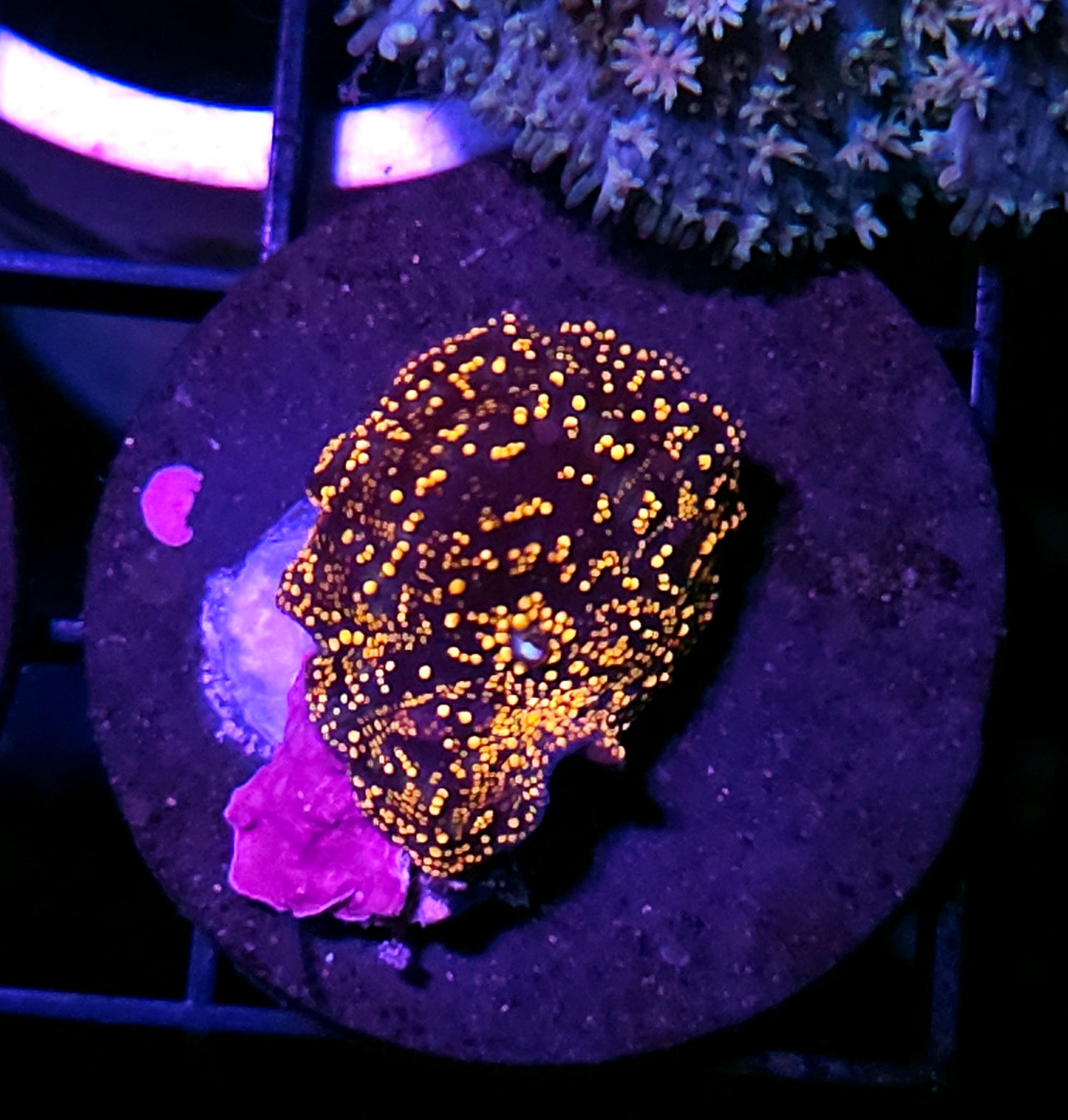 Interstellar Mushroom