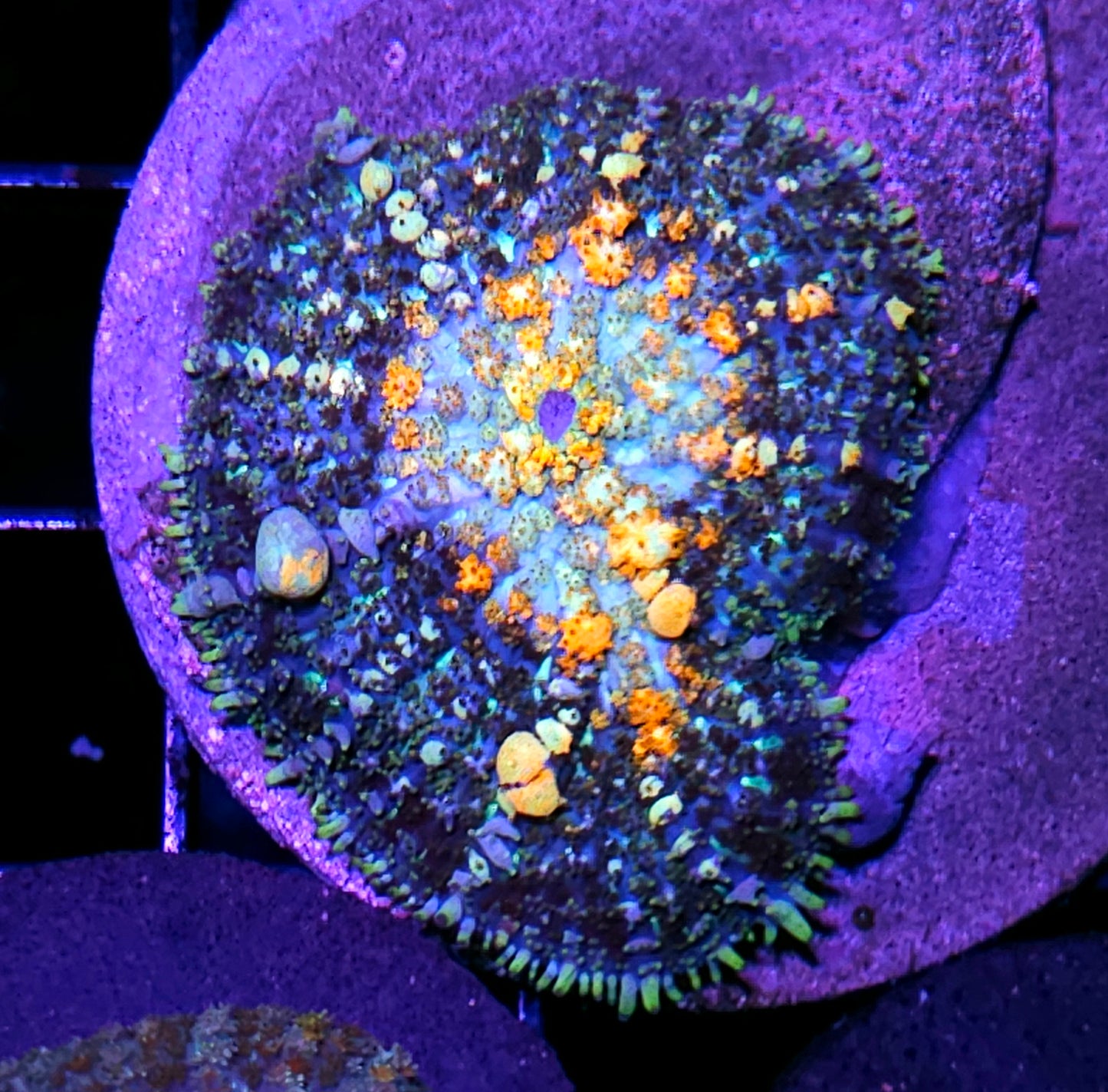 2" Powerball Bounce Mushroom FAT