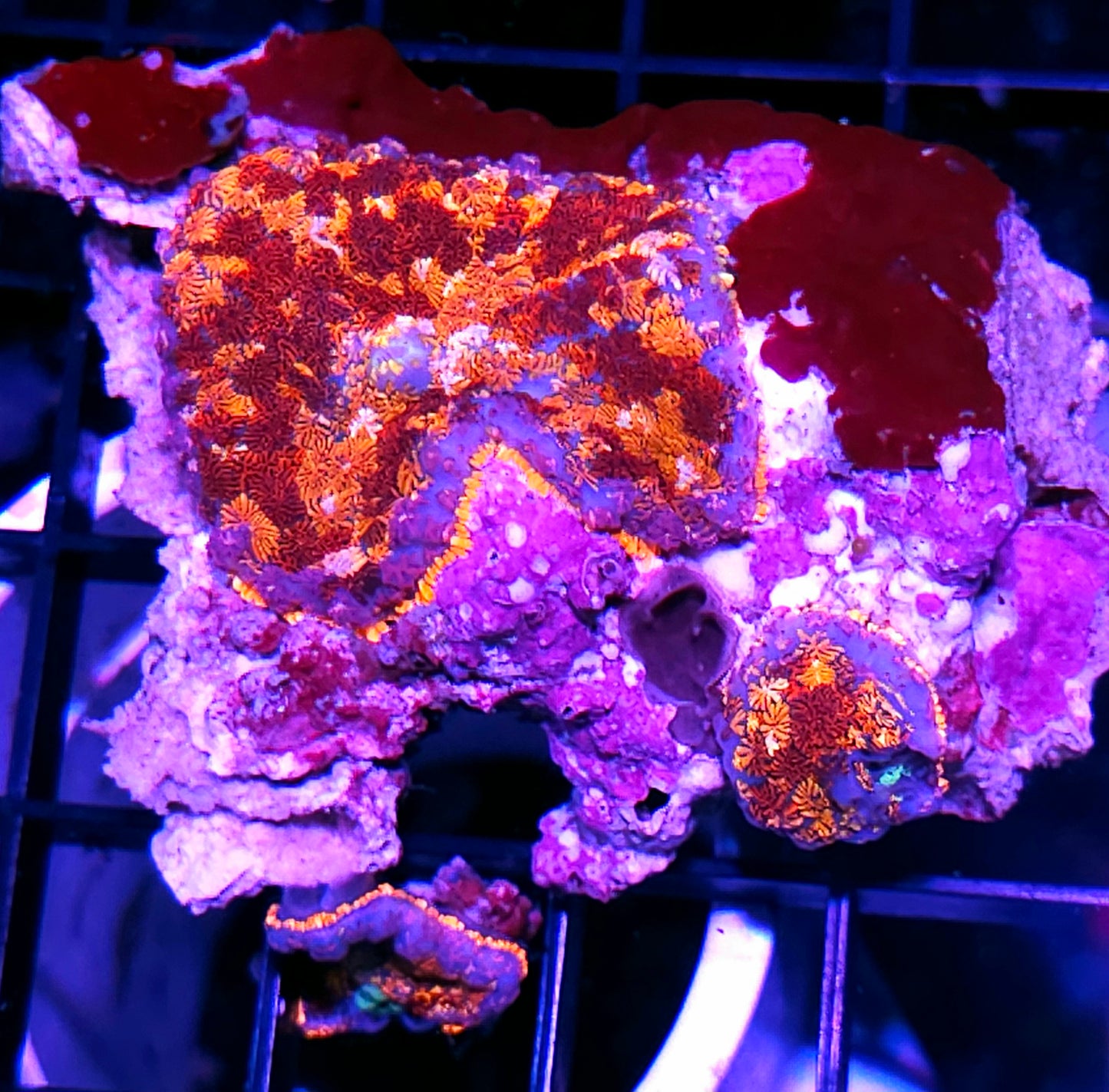 God of War Mushroom Colony OOAK