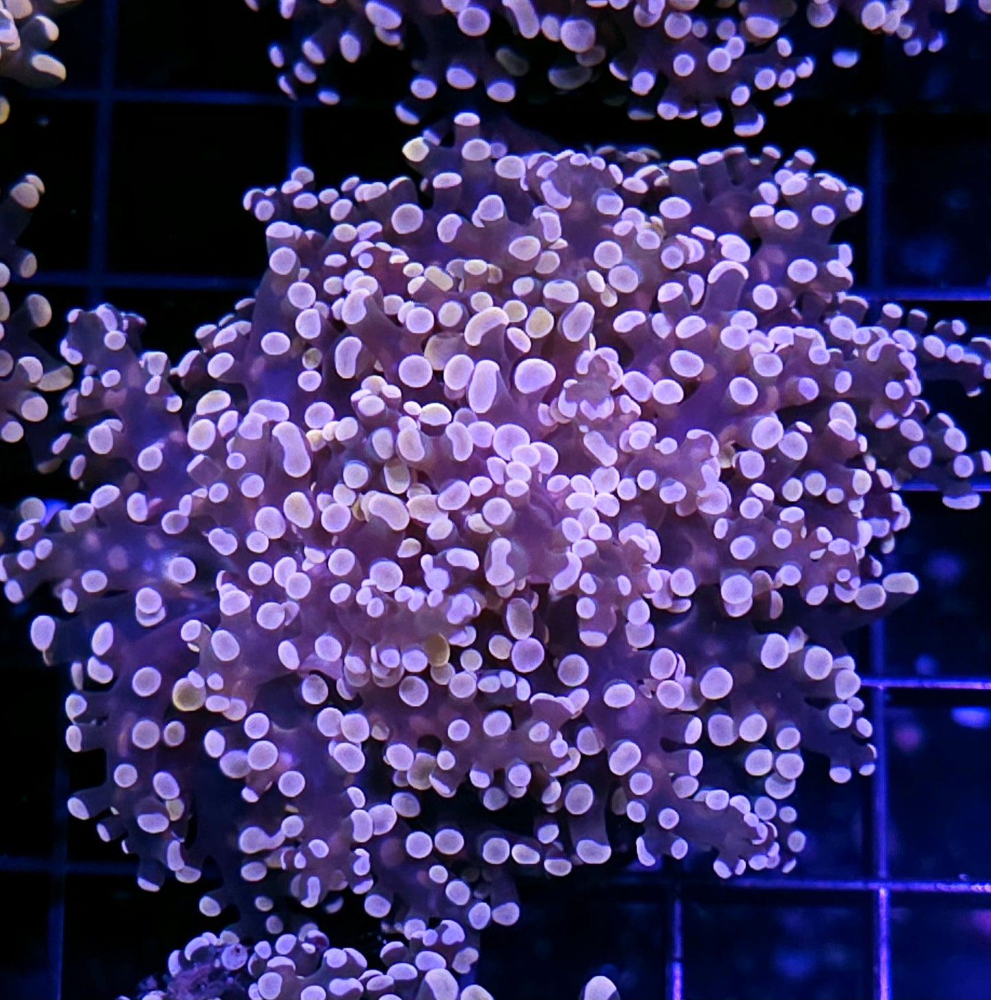 Orange Frogspawn