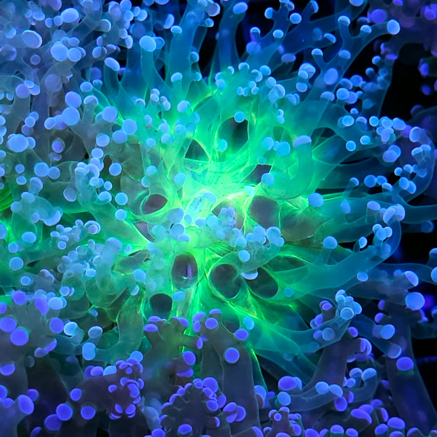 Wanderlust Frogspawn