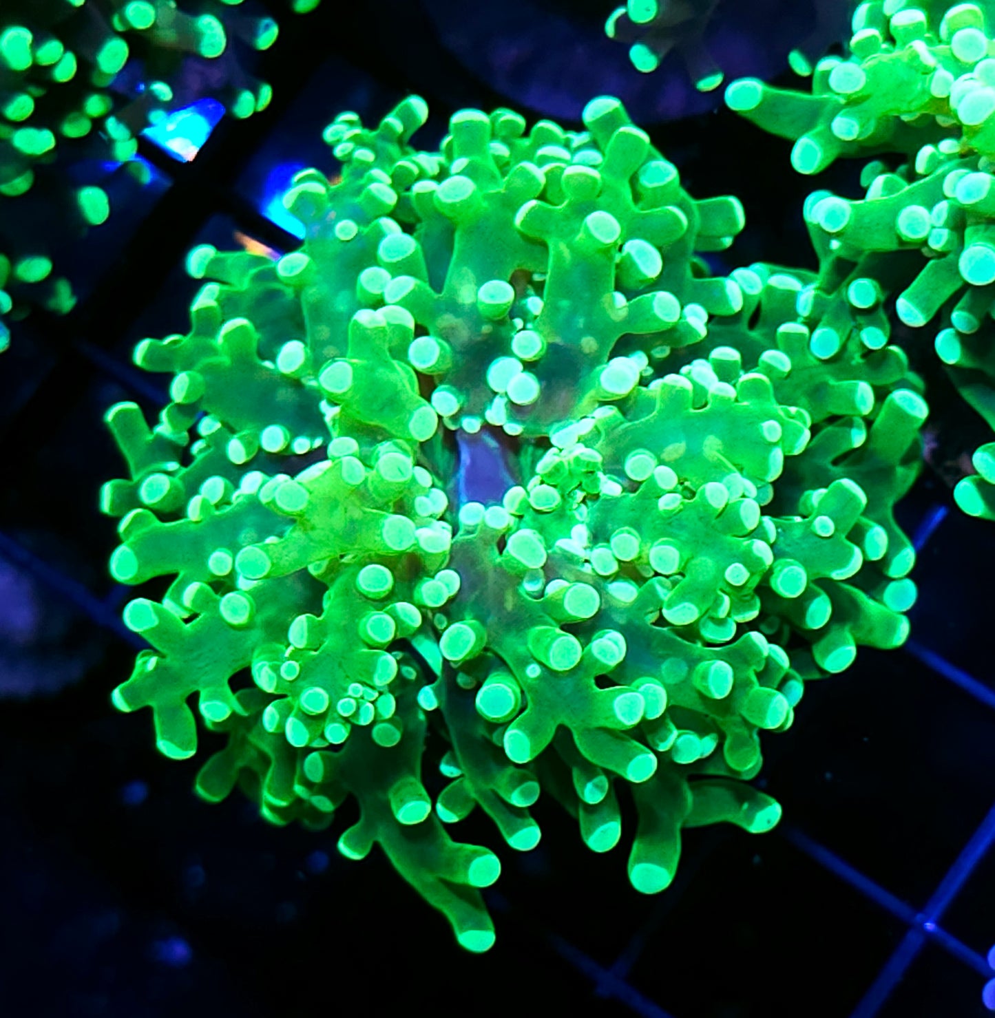 Incredible Hulk Frogspawn