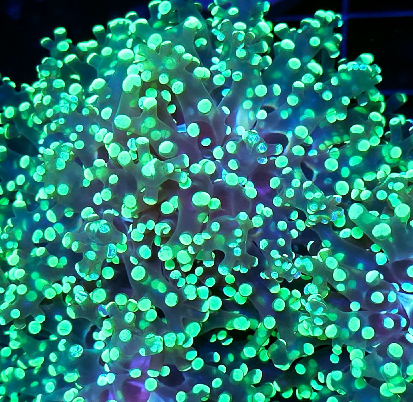 Gold Lace Frogspawn