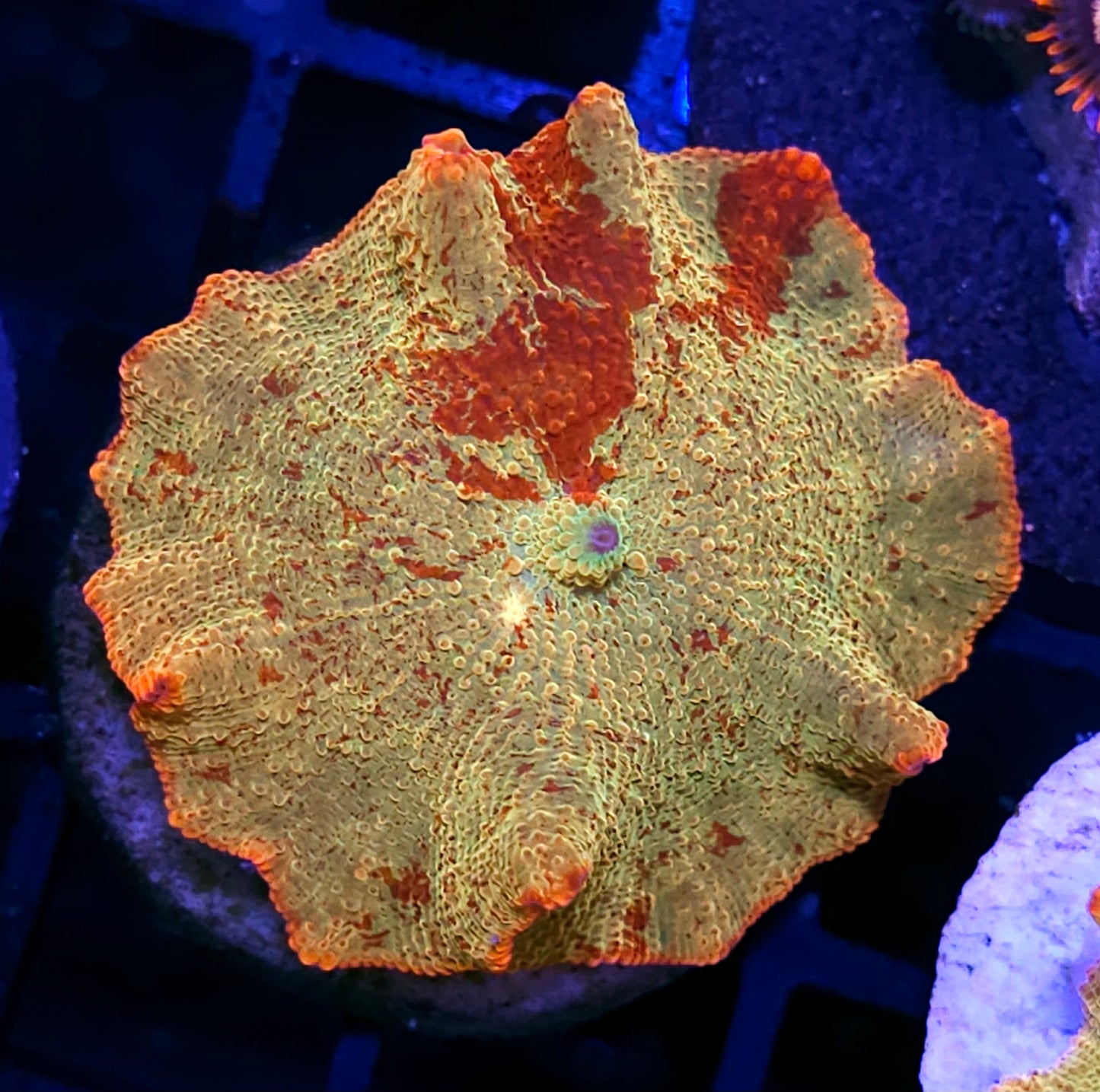 2.25" Fat Bad Ass Jawbreaker Mushroom