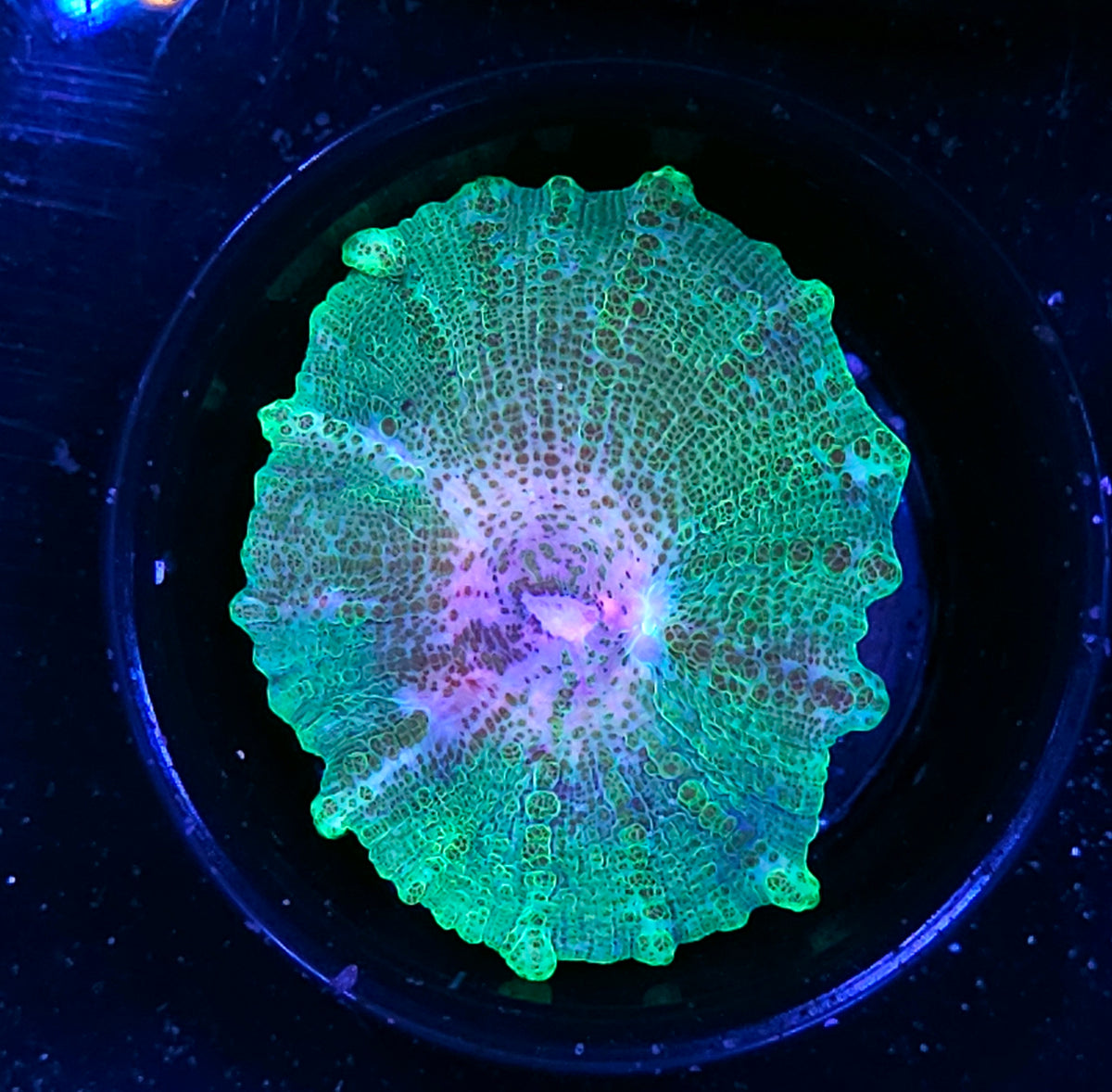 Green Neglecta Umbrella Mushroom