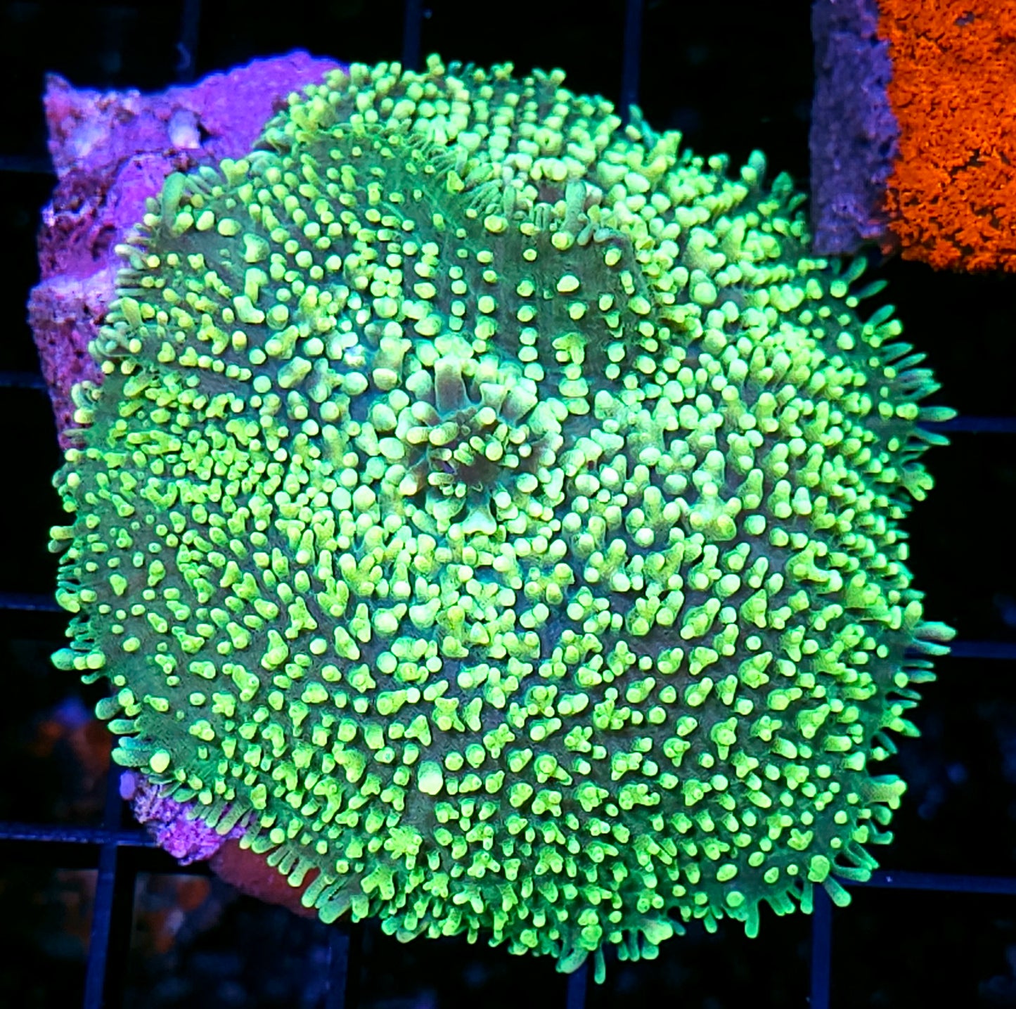 5" Rhodactis Gigantus RARE