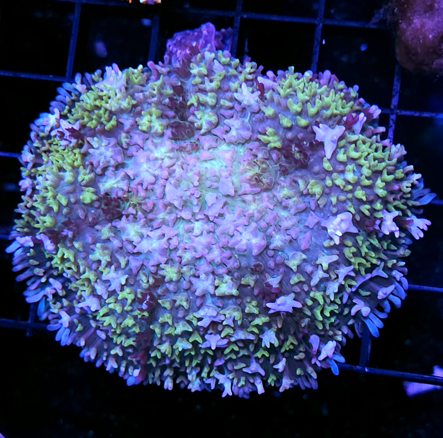 4" Aladdins Carpet Mushroom