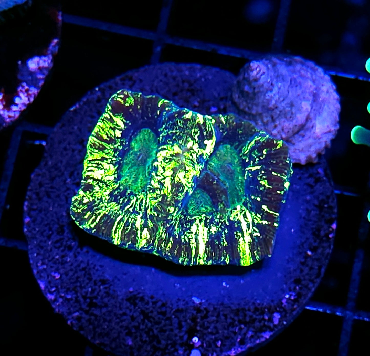Acid Splatter Goniastrea