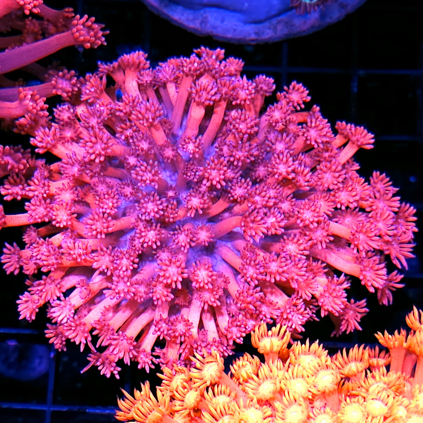 Holy Moly Goniopora Colony