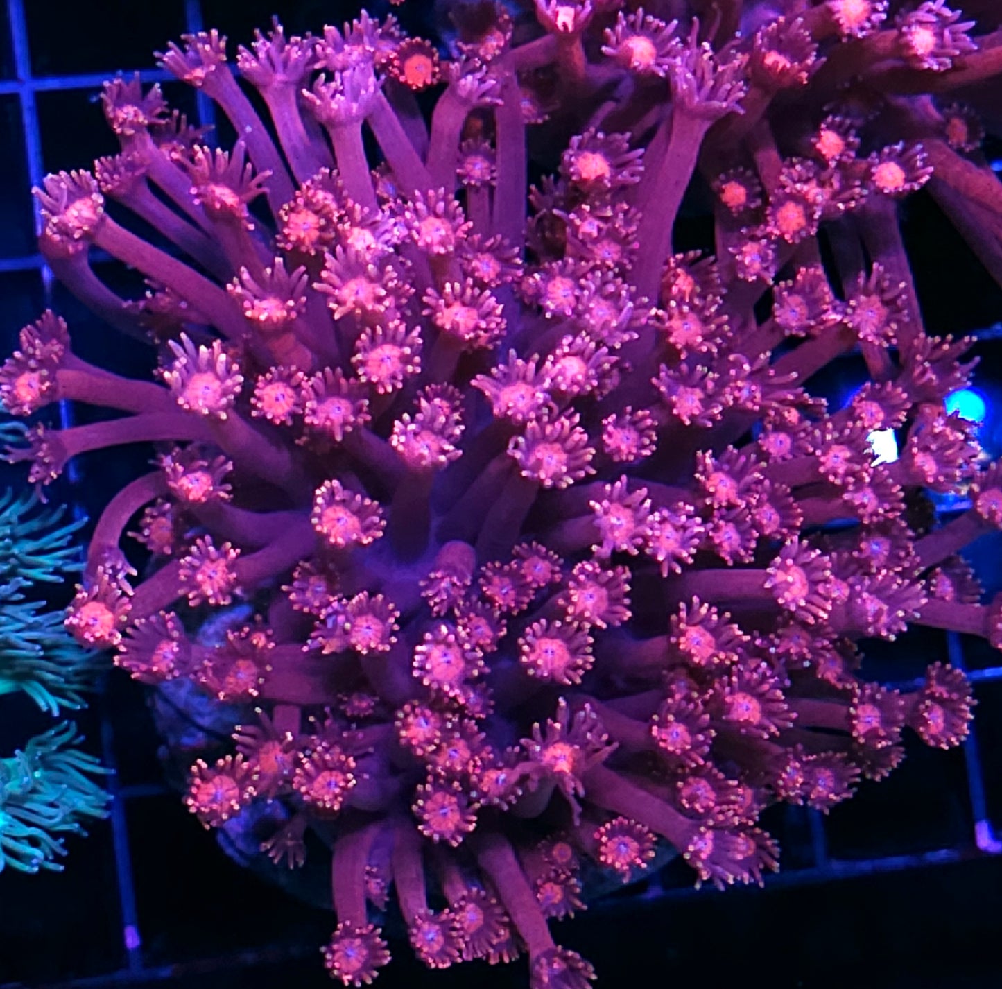 Fuschia Flowers Goniopora Colony OPENS BIG