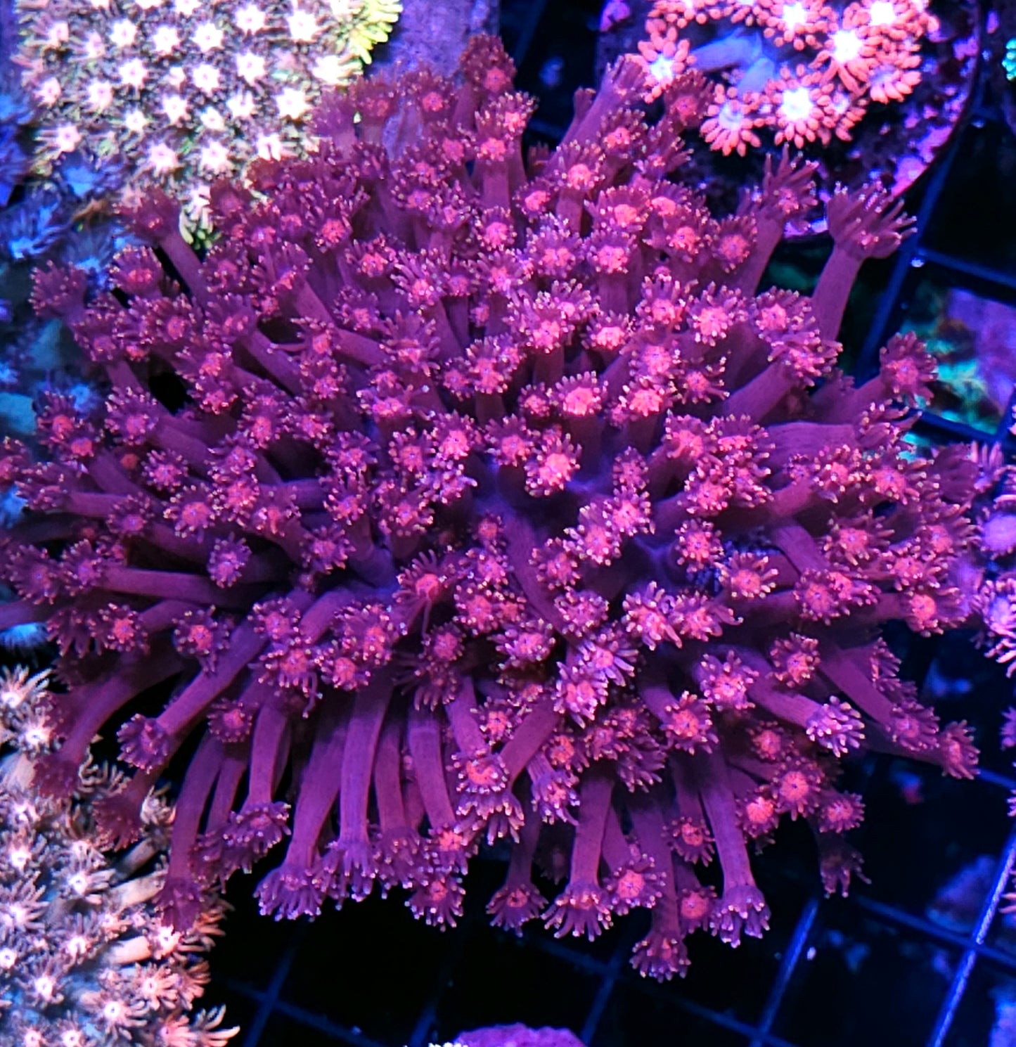 Fuschia Fires Goniopora Colony OPENS BIG