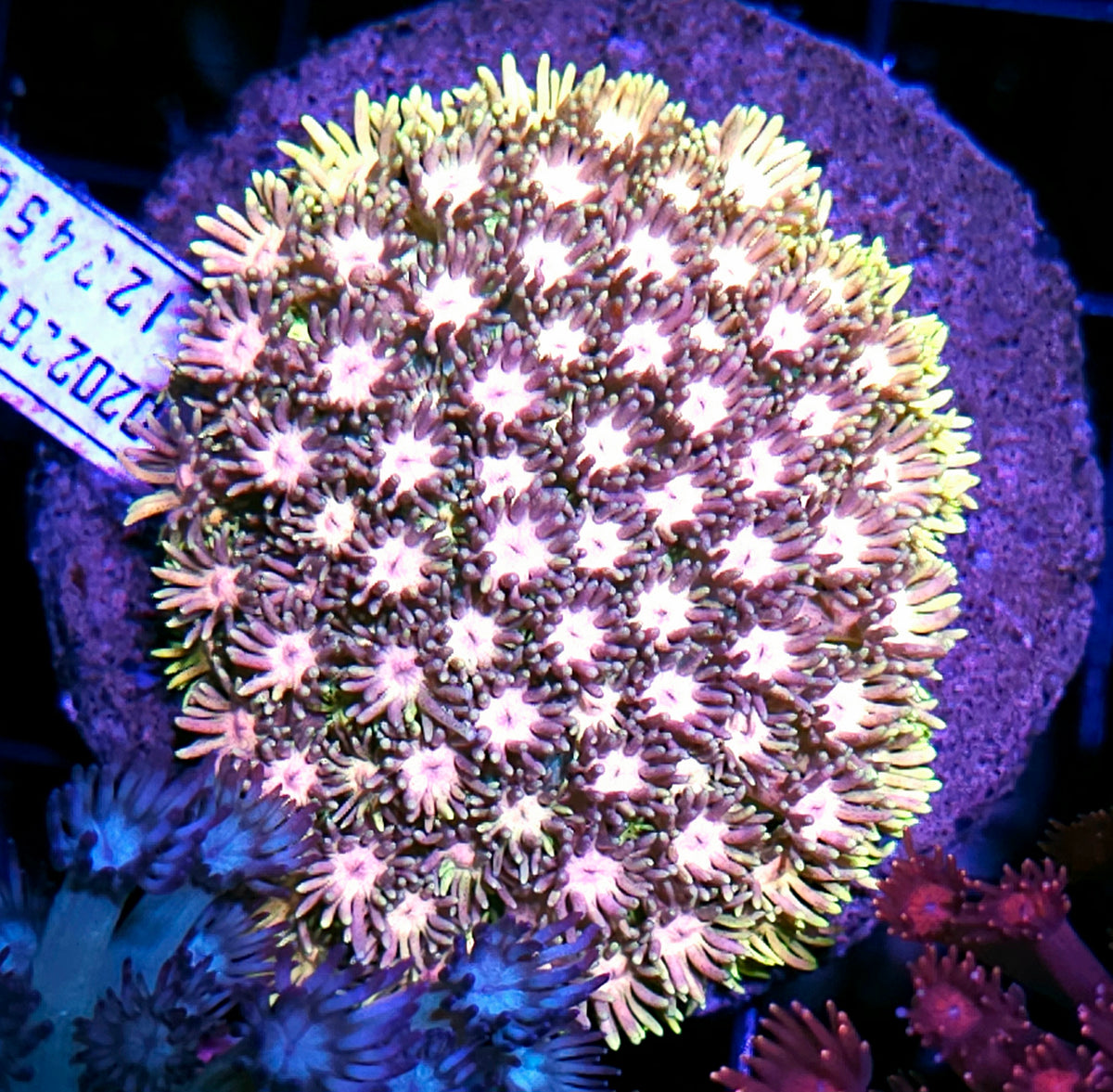 Sex Symbol Goniopora Colony 🤯