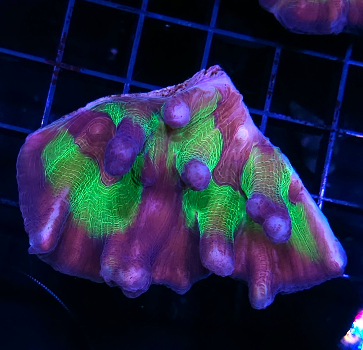 Heart Throb Pectinia Colony