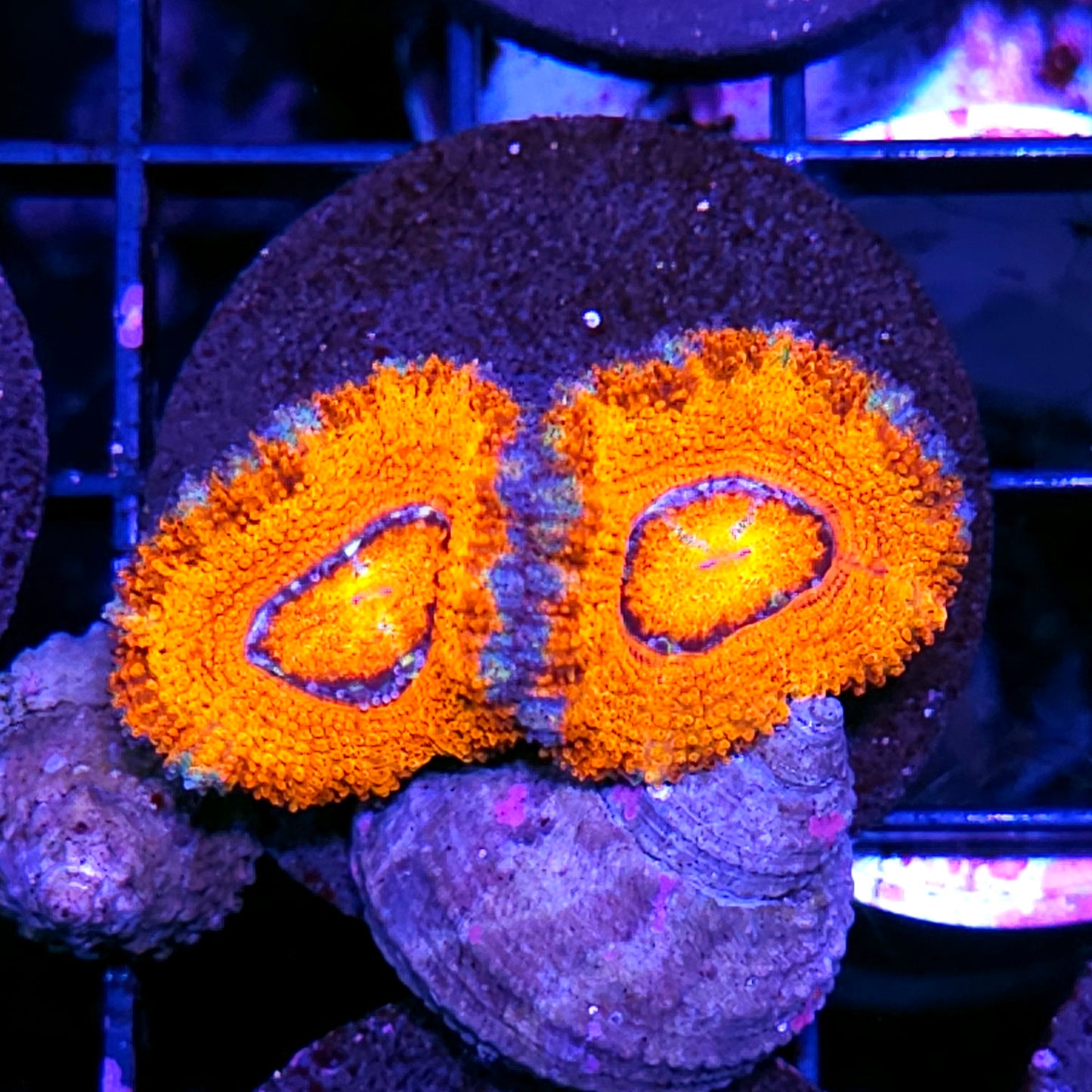 Pocket Rockets Acan