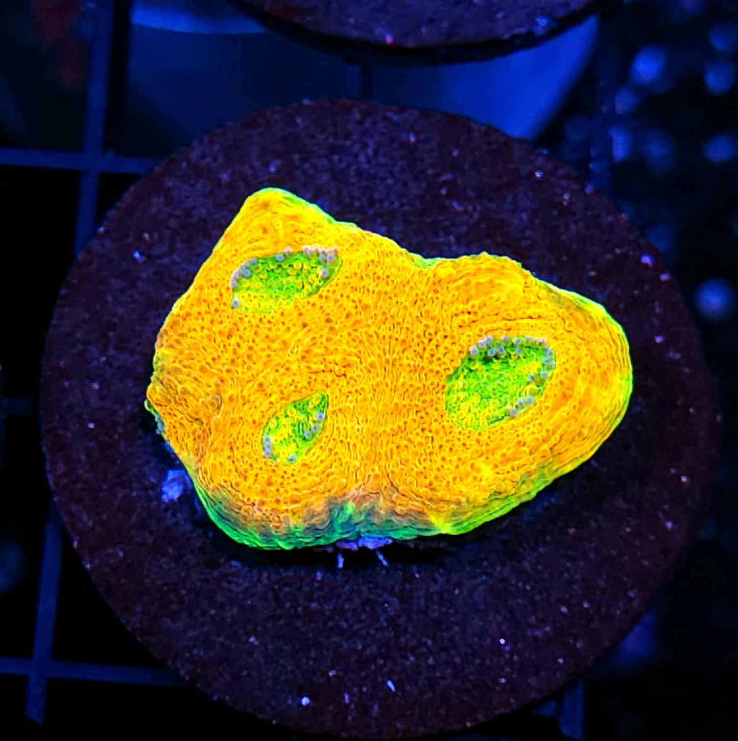 HF Sunny Side Up Acan Echinata