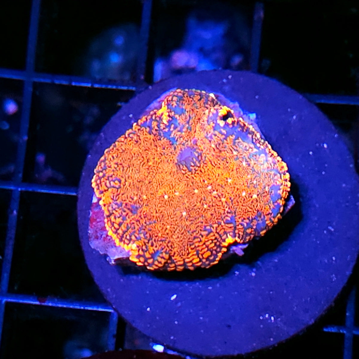 Serengeti Sun Mushroom