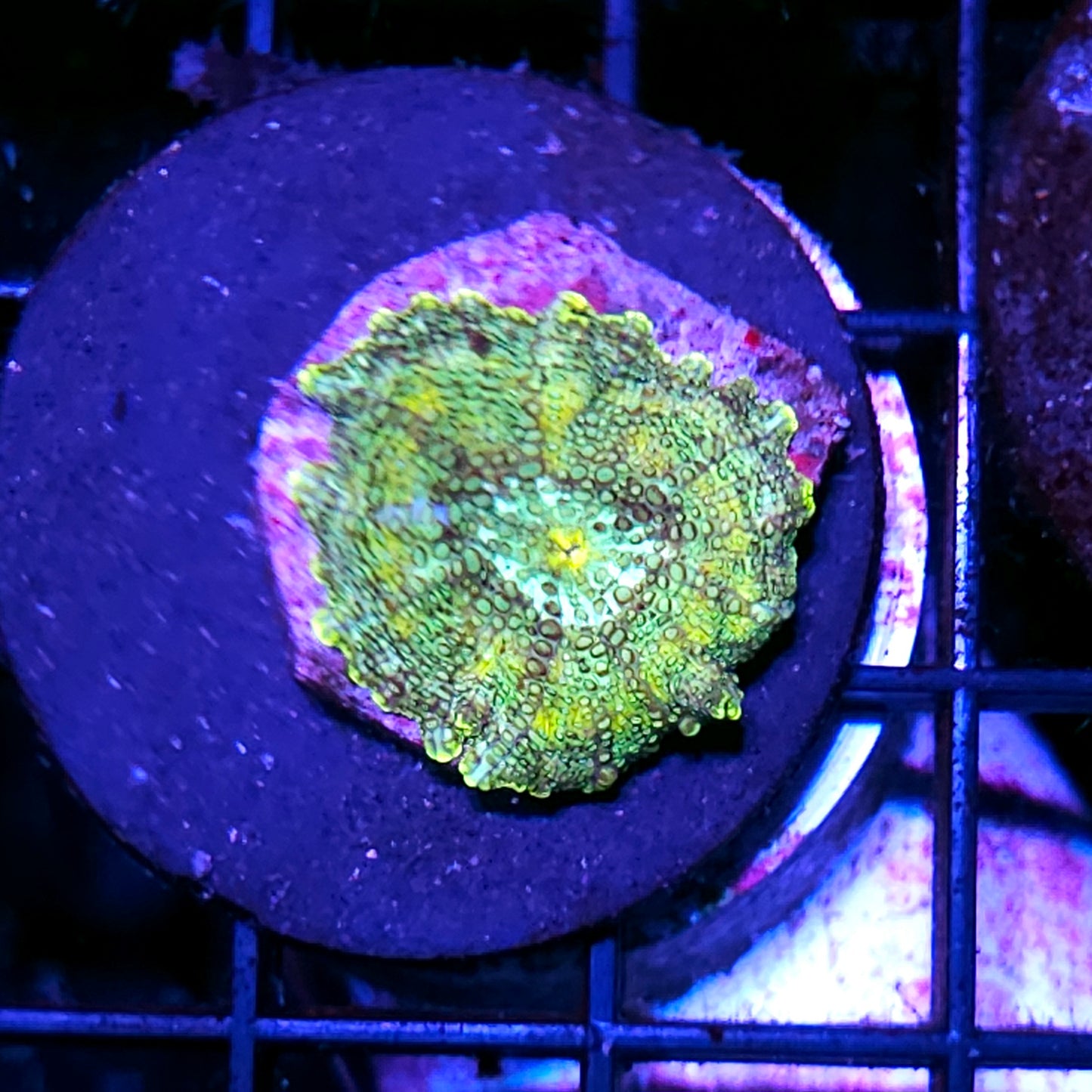 Calypso Mushroom