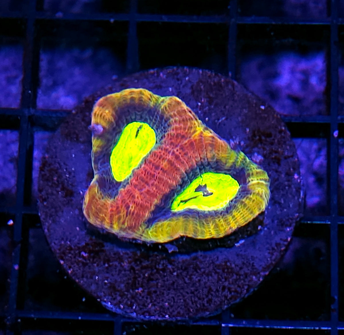 Dragon Soul Favia