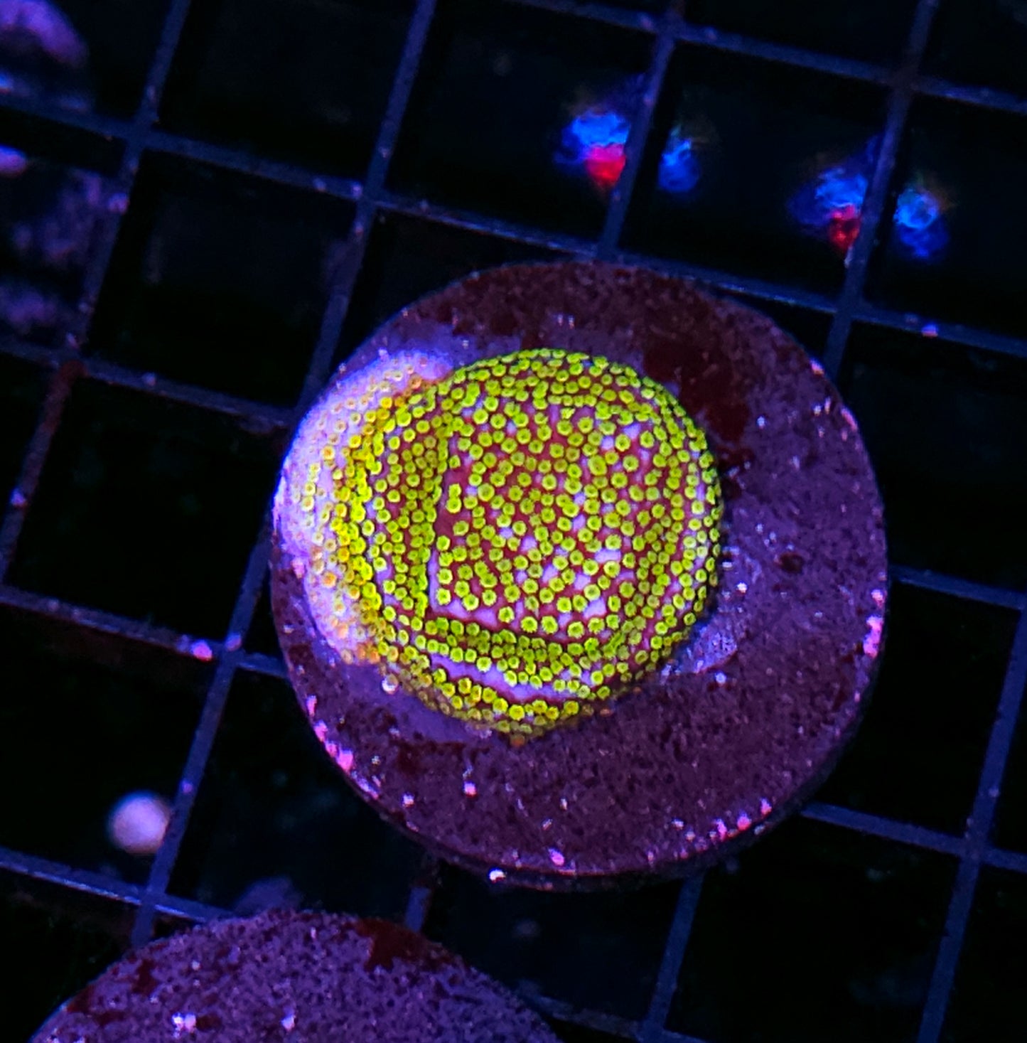 Rainbow Montipora