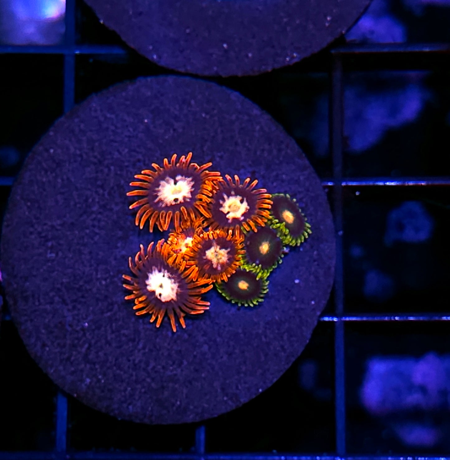 Afterburner Mix Zoas