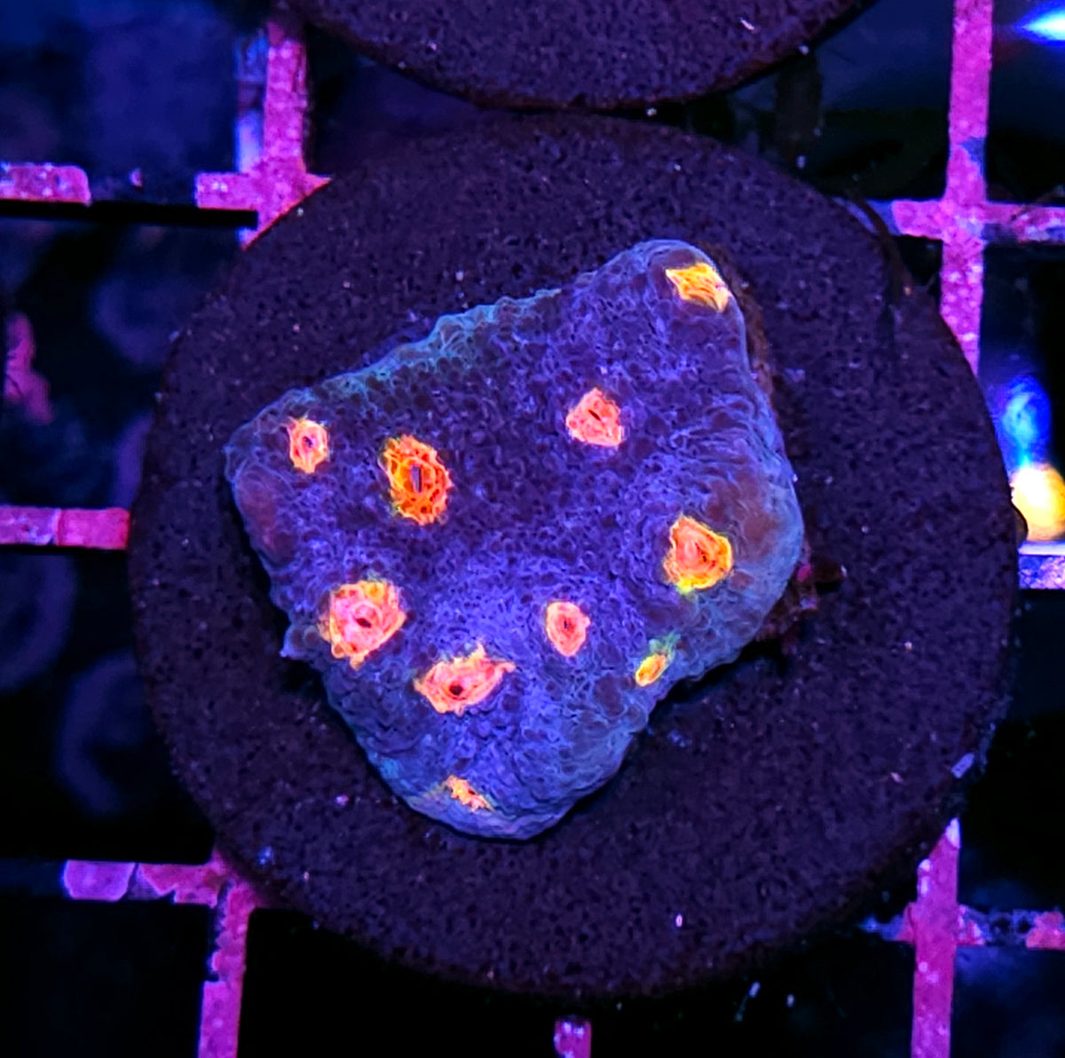 HF Dipping Dots Chalice
