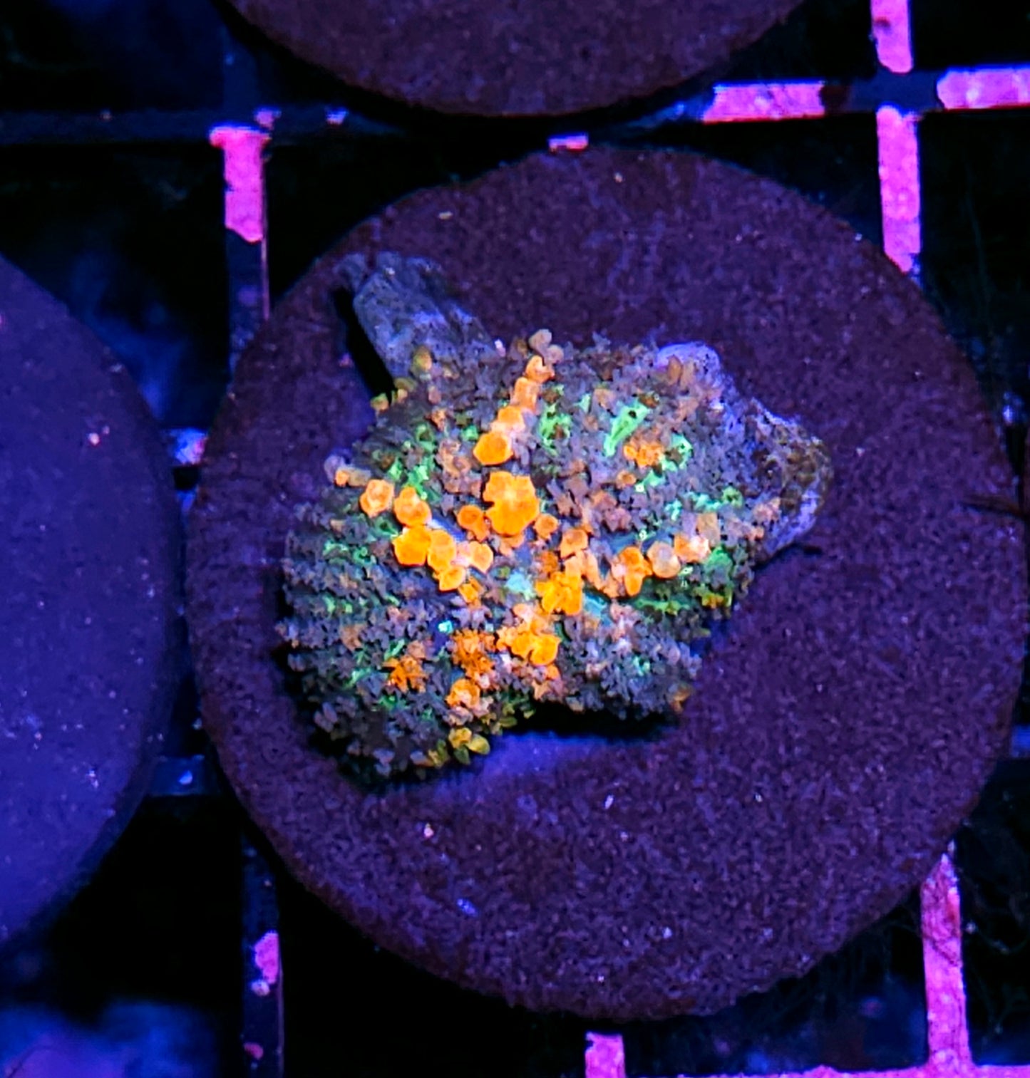 WWC Lineaged Bounce Mushroom