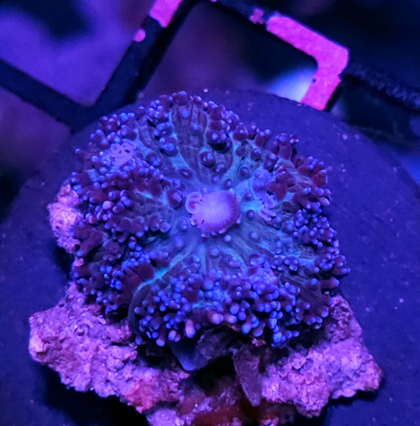 Blue Pearls Carpet Mushroom