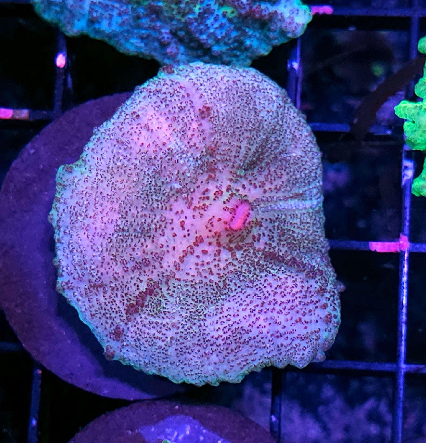 Funky Neglecta Umbrella Mushroom