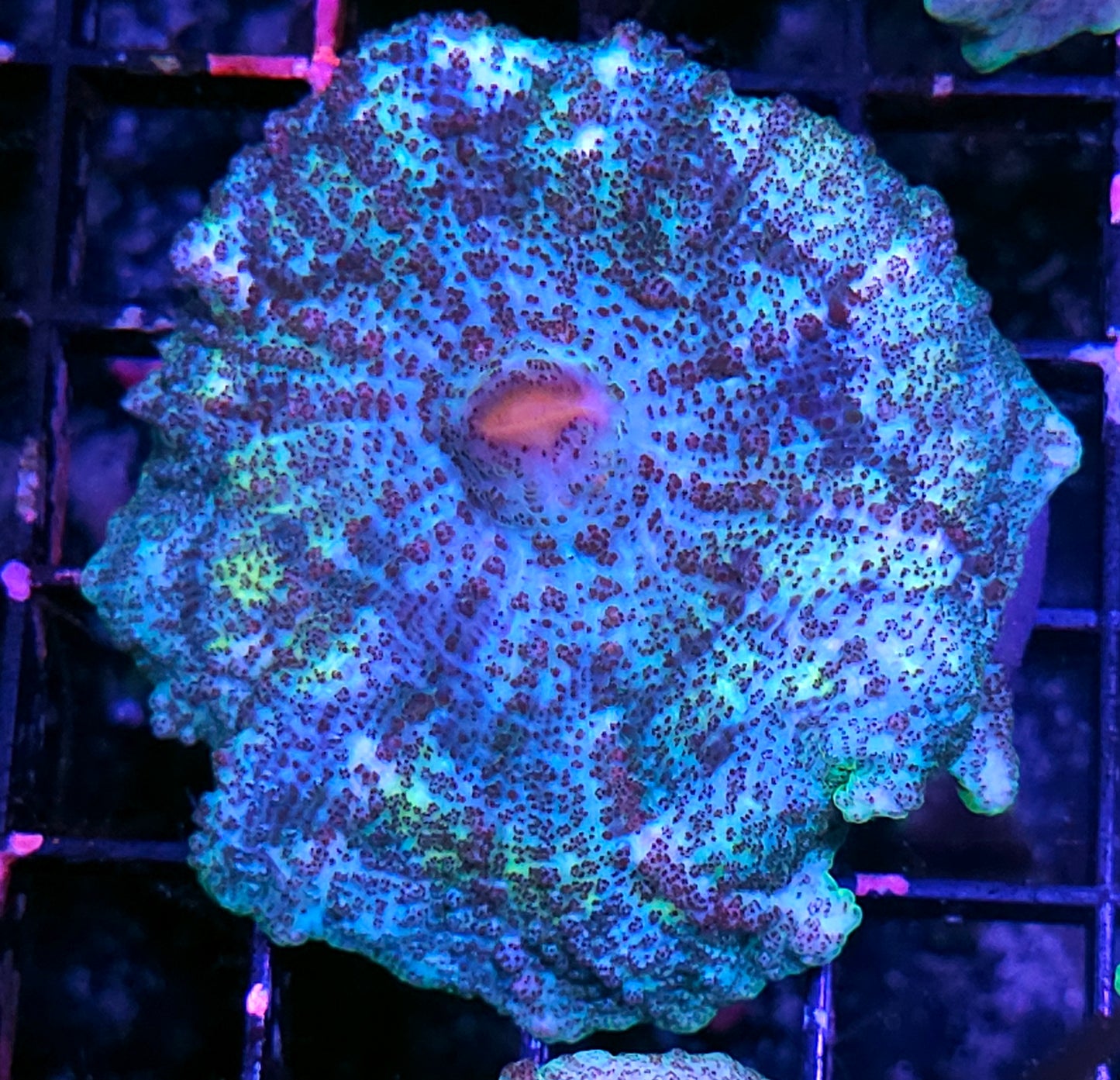 Sexy Neglecta Umbrella Mushroom