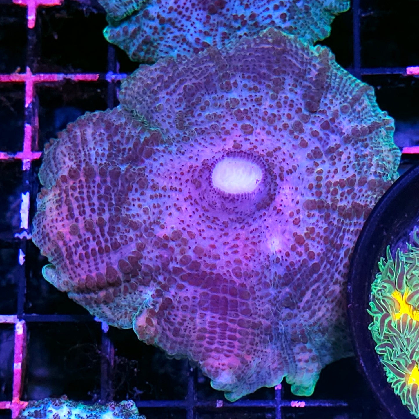 Crazy Neglecta Umbrella Mushroom