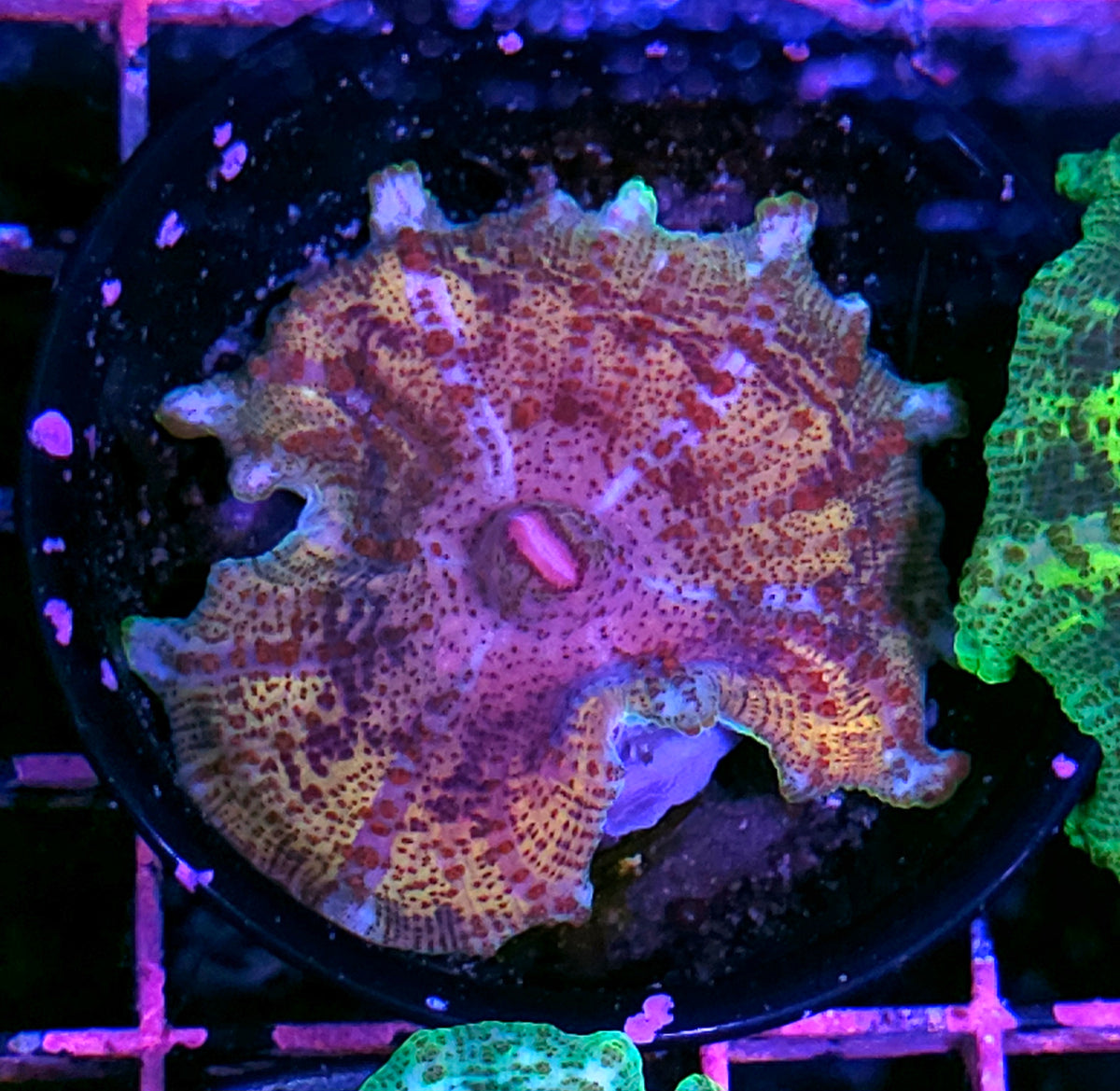 Epic Neglecta Umbrella Mushroom
