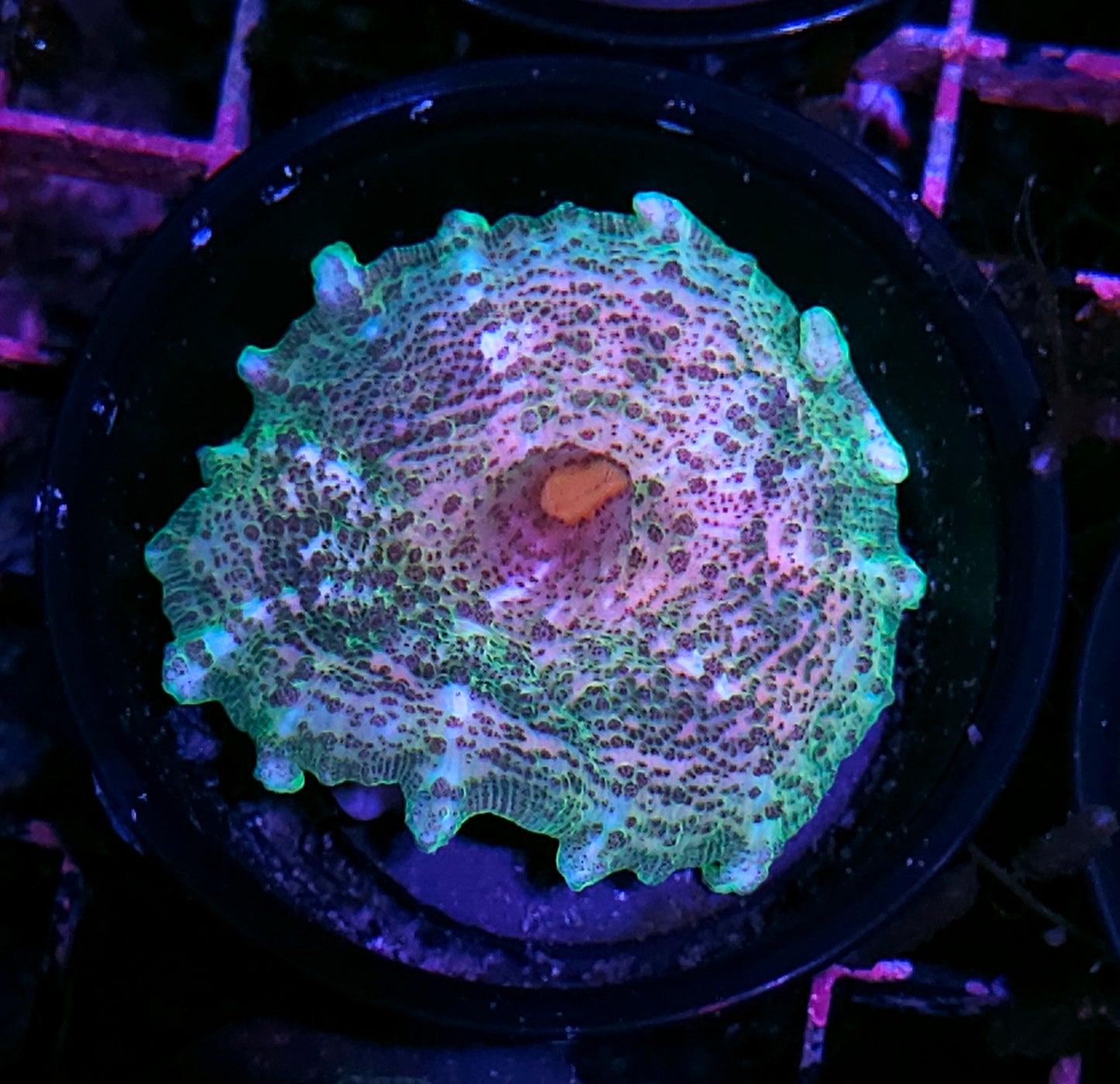 Sexy Neglecta Umbrella Mushroom