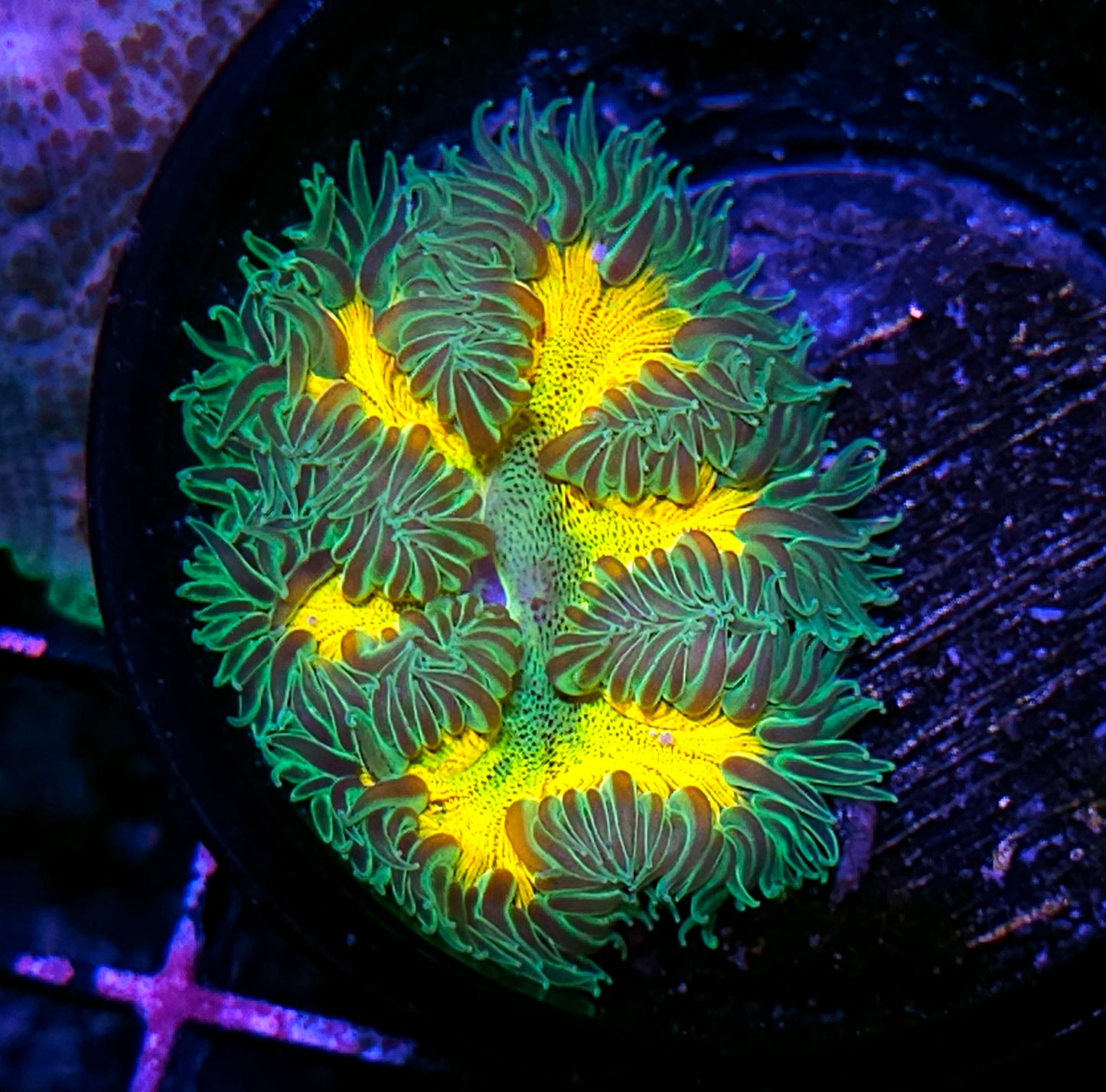 Drop O' Lime Flower Anemone