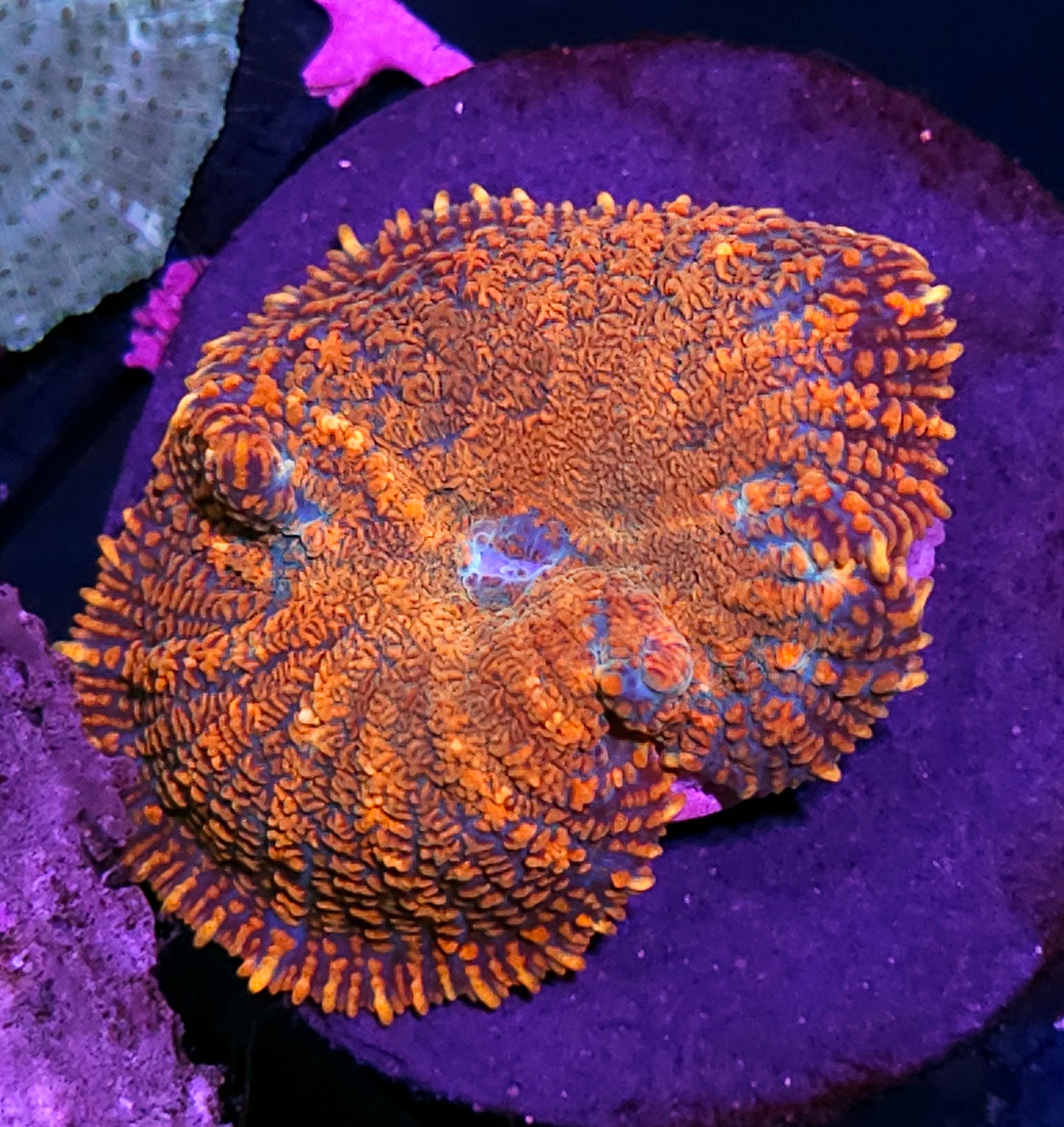 Orange Crush Mushroom