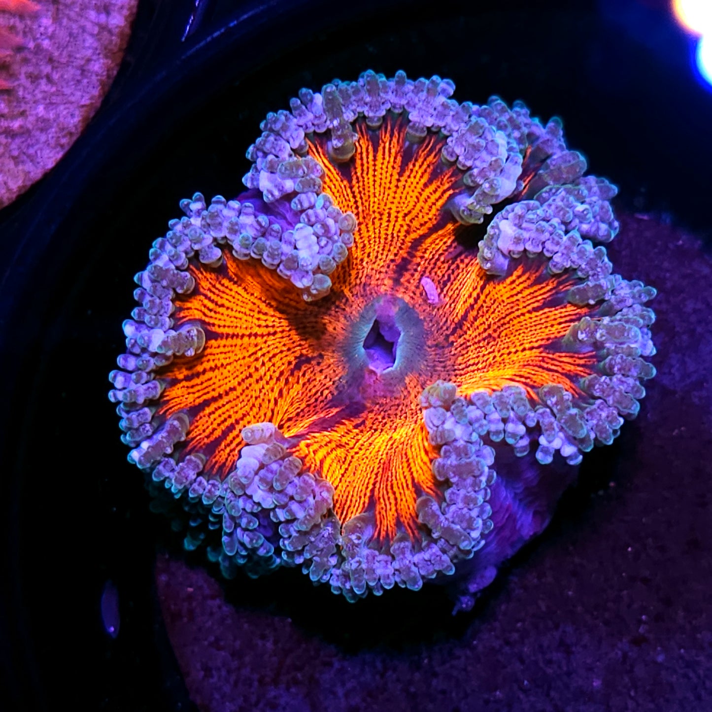 Safety Orange Flower Anemone