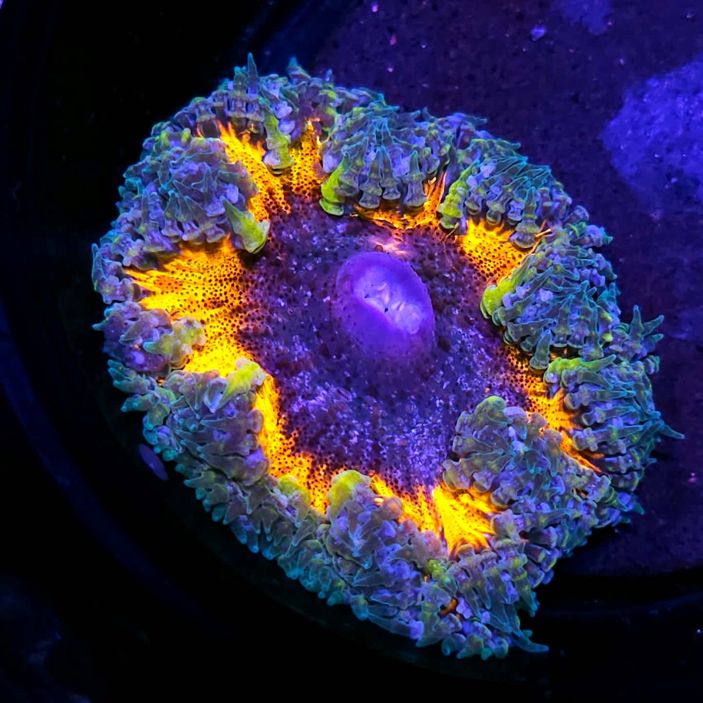 Galaxy Adrift Flower Anemone