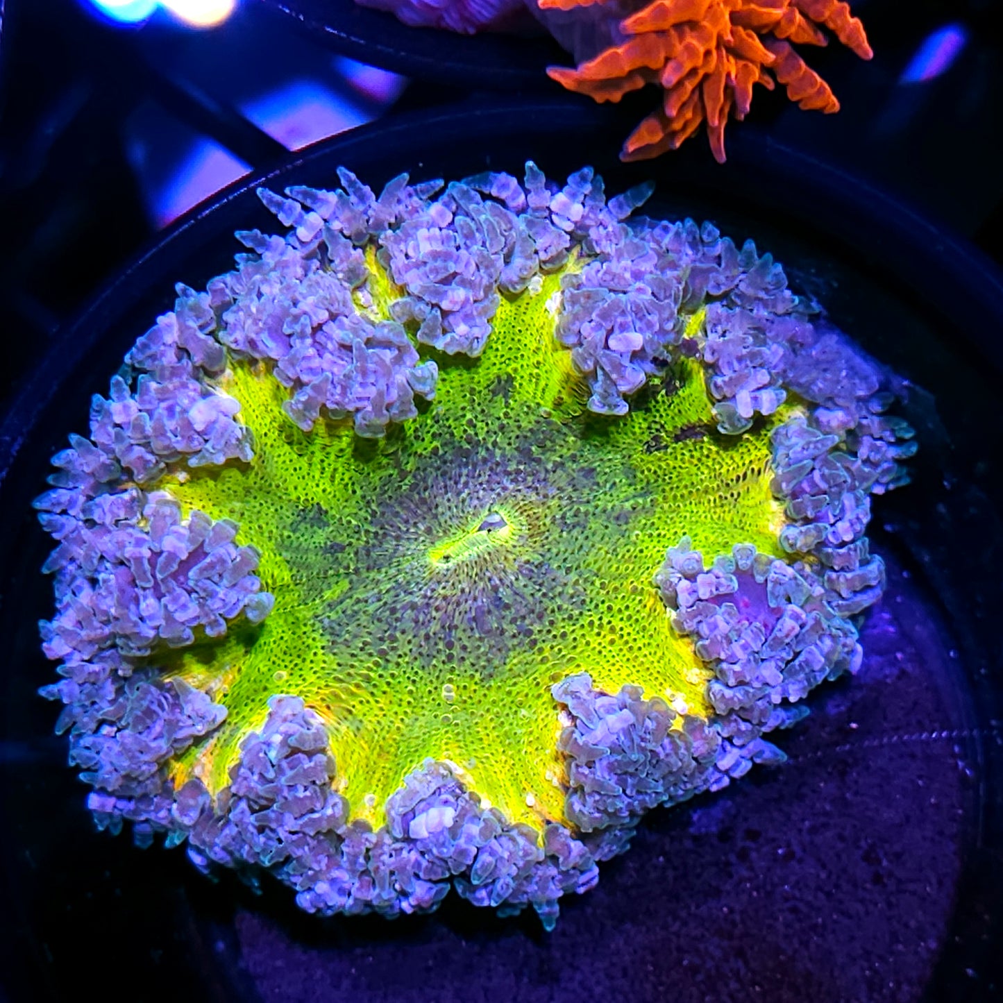Hazey Rainbows Flower Anemone