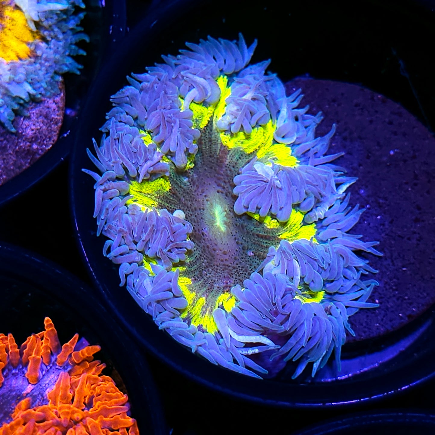 Lemon Spitzer 🍋 Flower Anemone