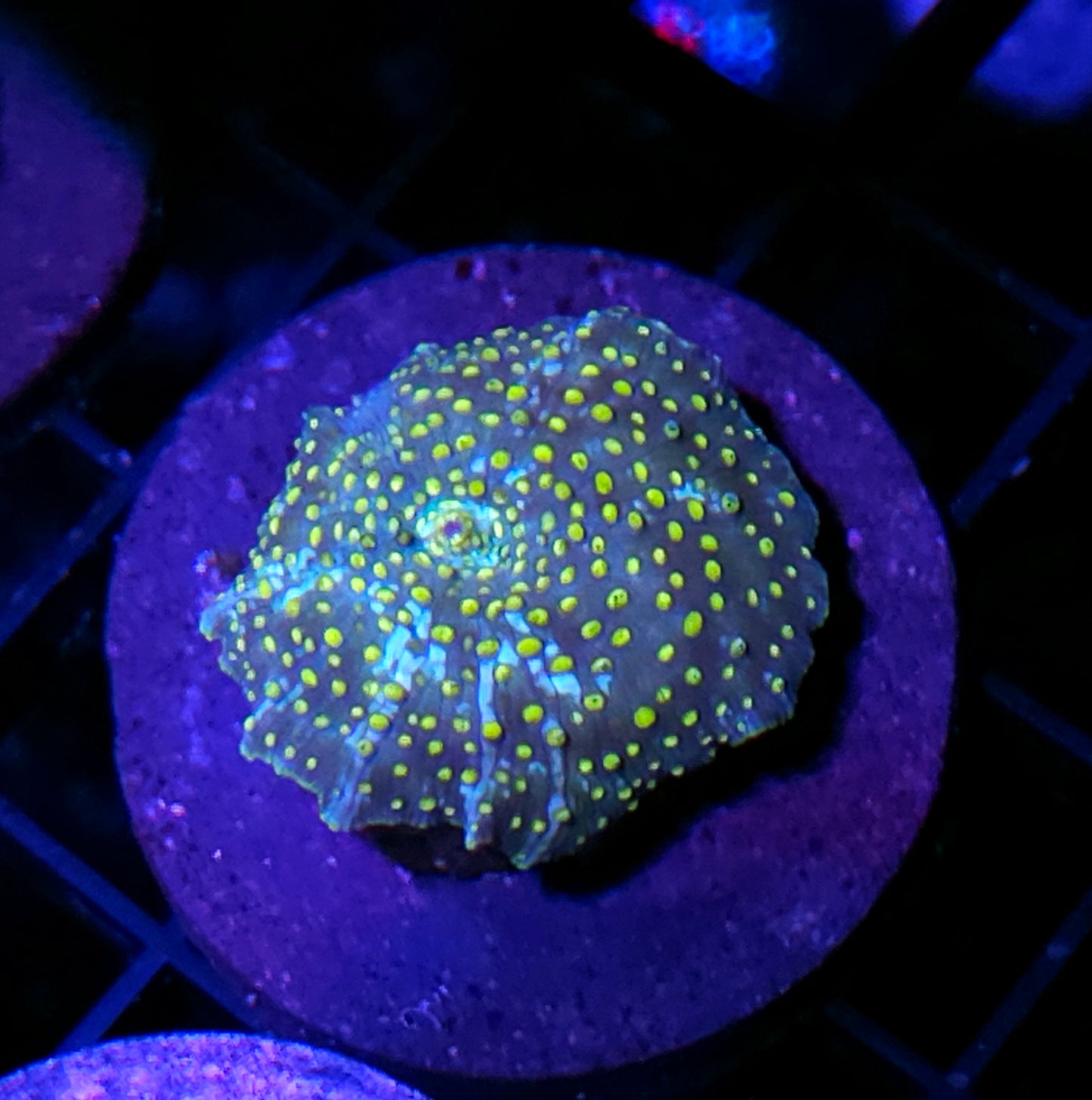 Cosmic Interstellar Mushroom,