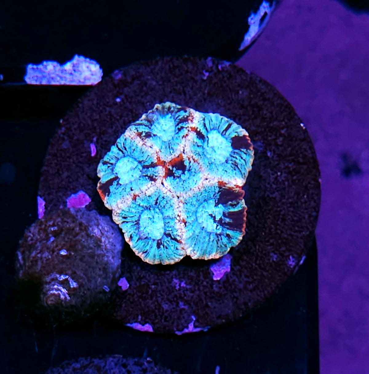 Stained Glass Micro Favia
