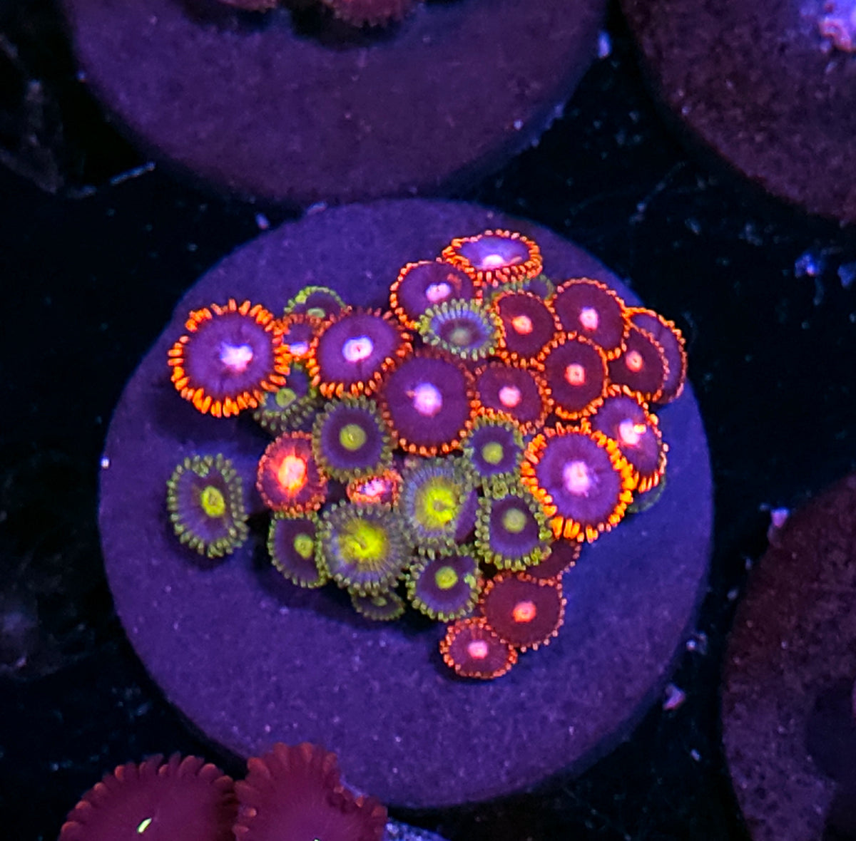 Mix Zoas