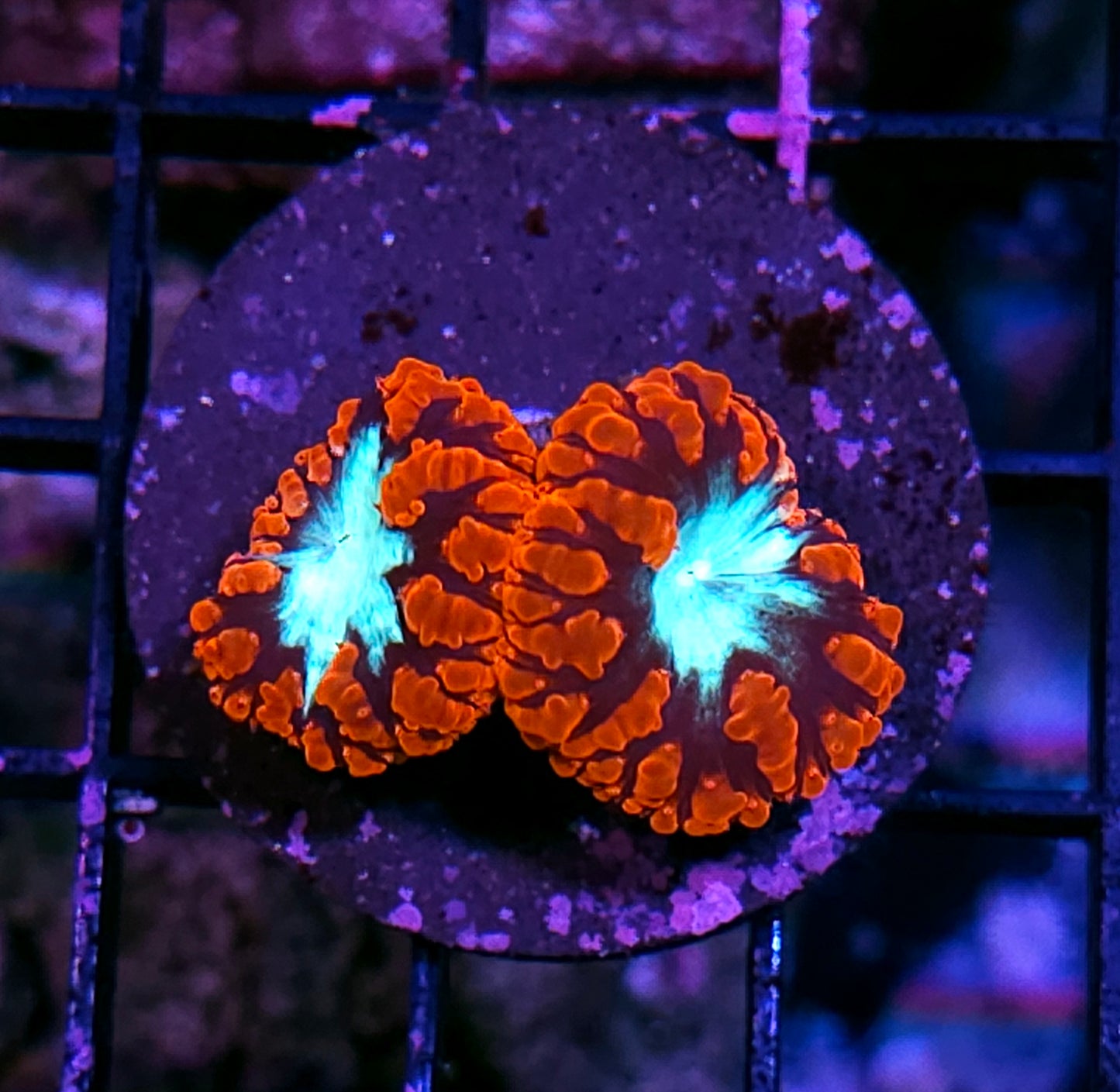 Supernova Blasto