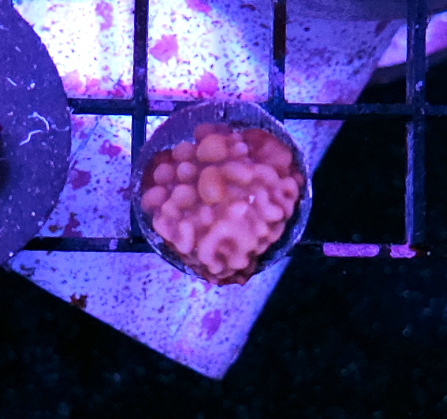 Beach Party Montipora