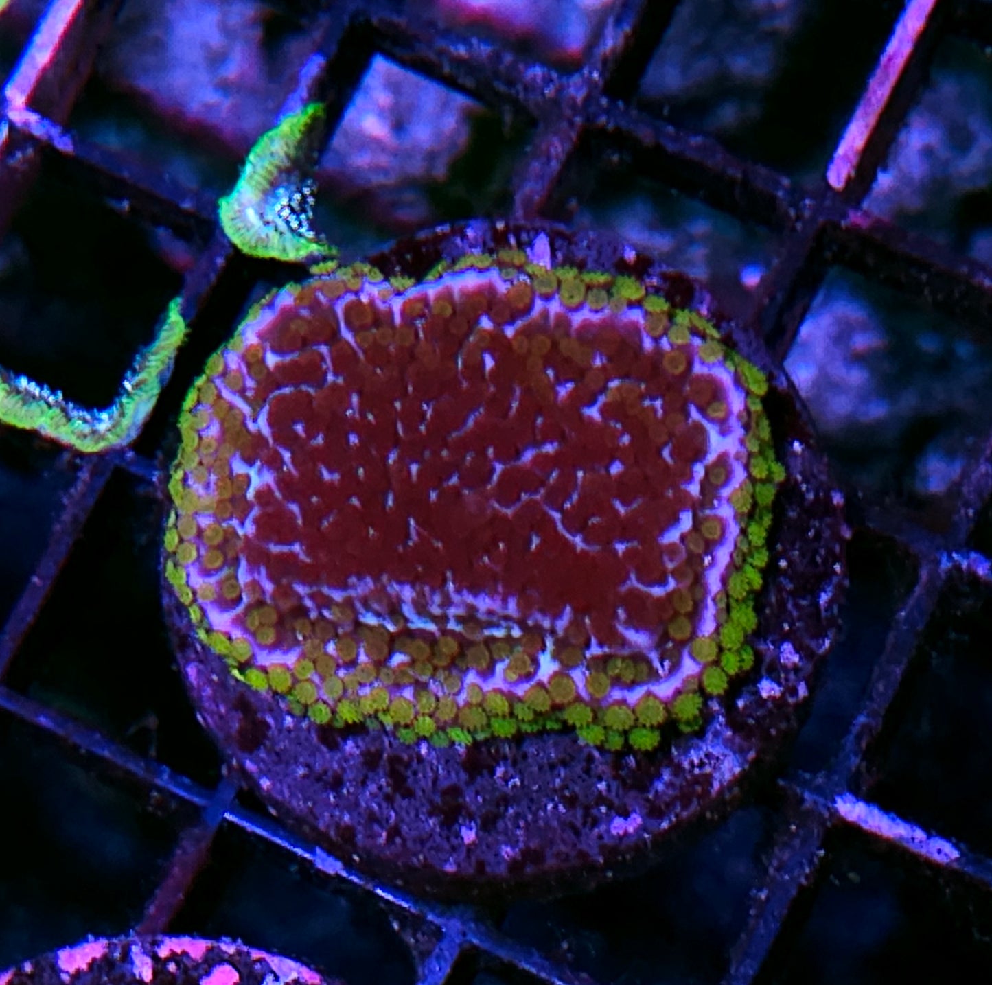 HF Berry Surprise Montipora