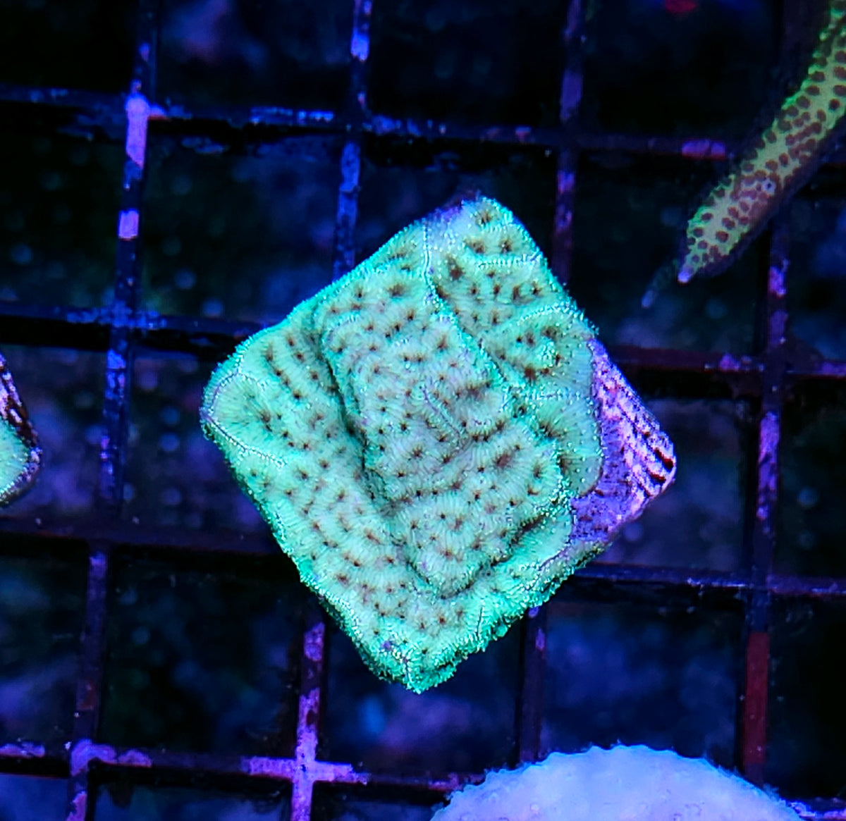 Mint Chocolate Chip Leptosersis