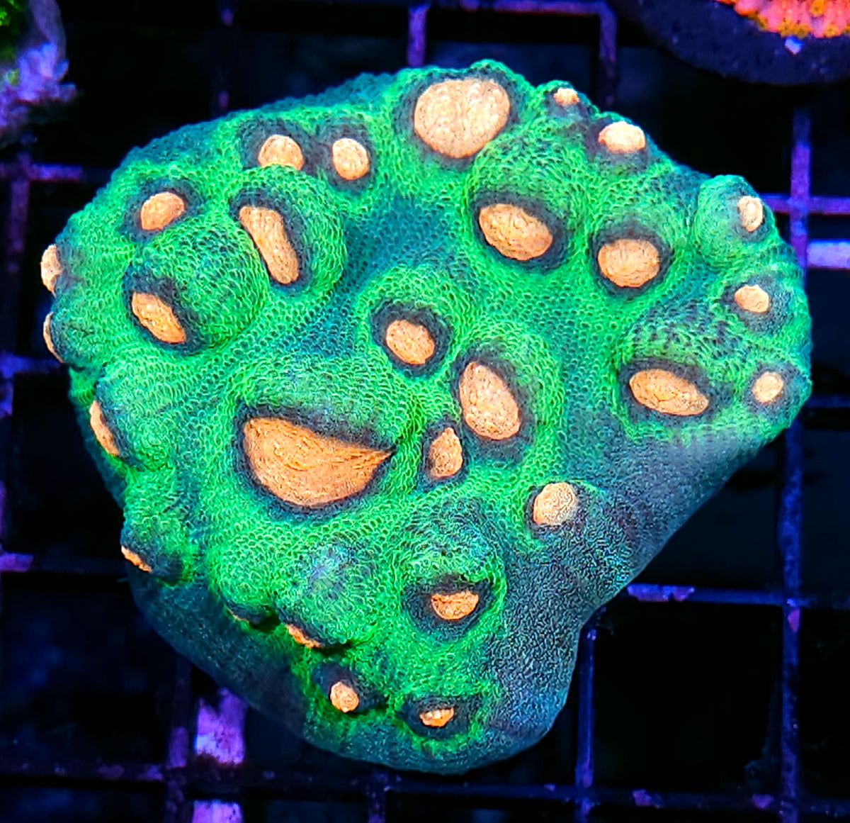 HF Frog Eye Chalice Mother Colony